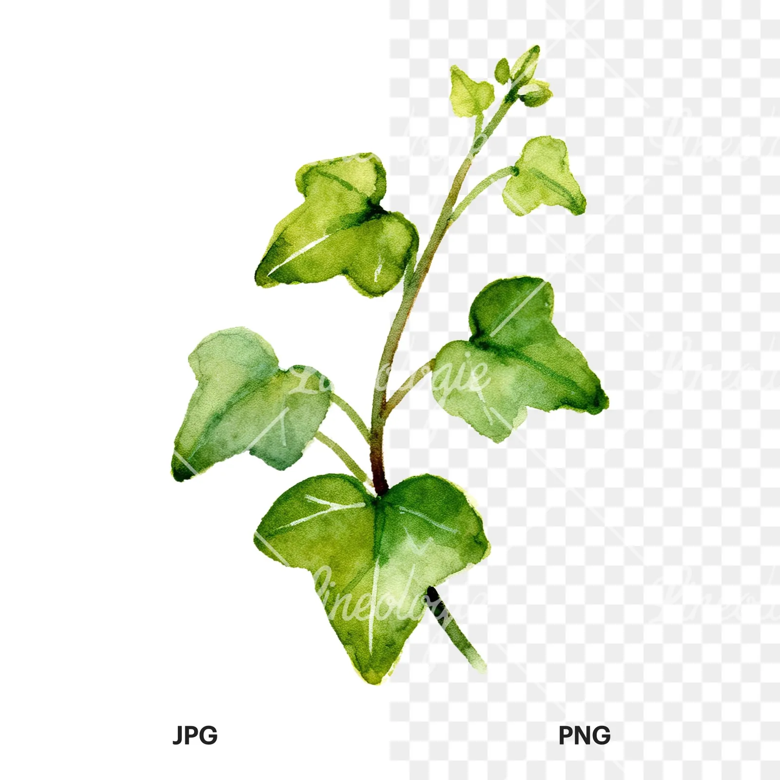 Watercolor spaced ivy branches and leaves clipart 3 of 9, as a JPG on white and a transparent PNG