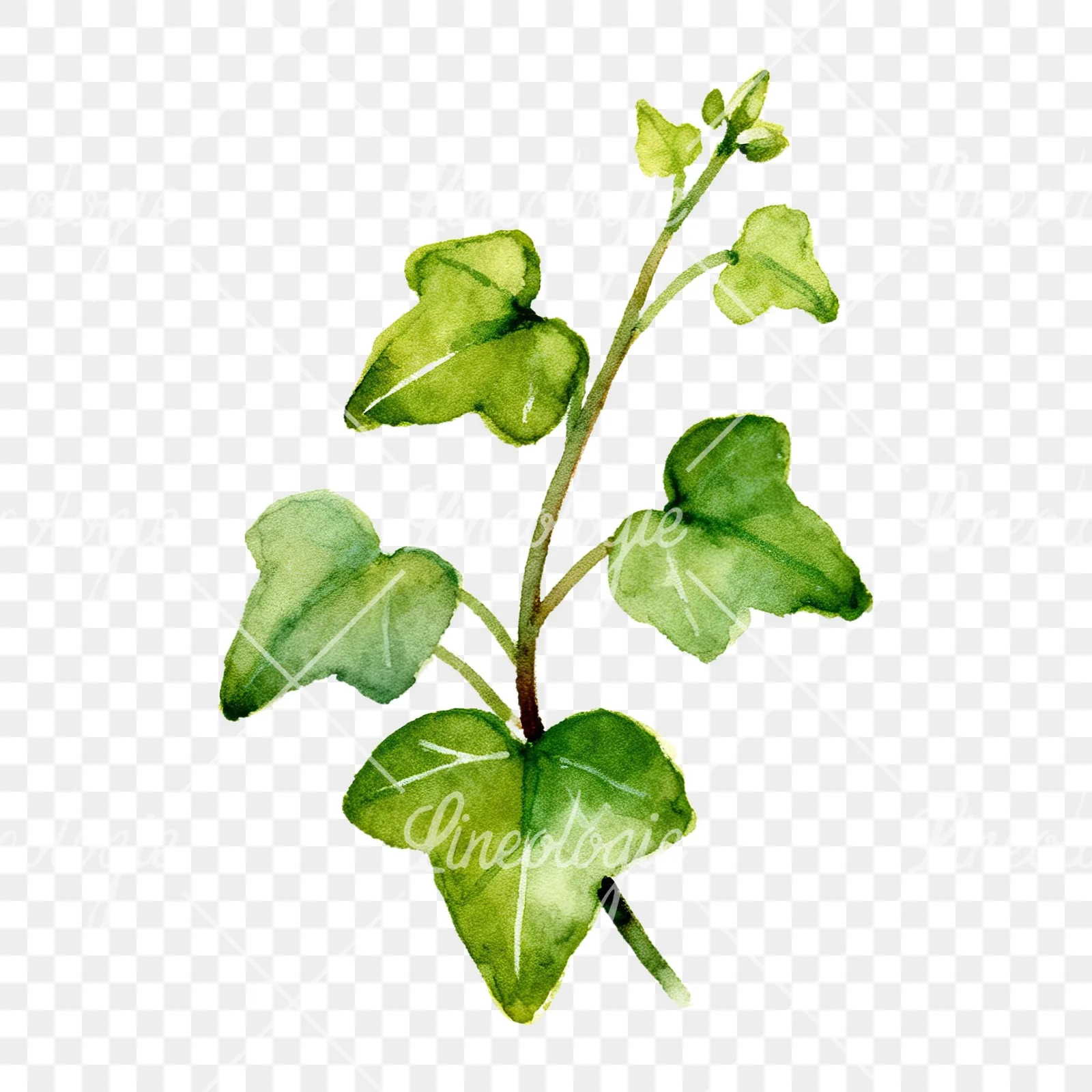Watercolor spaced ivy branches and leaves clipart 3 of 9 on a transparent background (PNG)