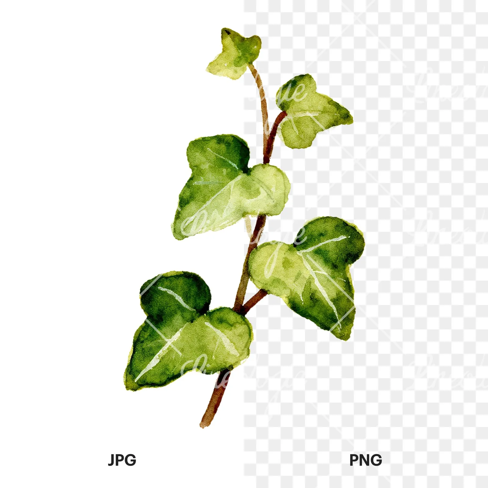 Watercolor spaced ivy branches and leaves clipart 4 of 9, as a JPG on white and a transparent PNG