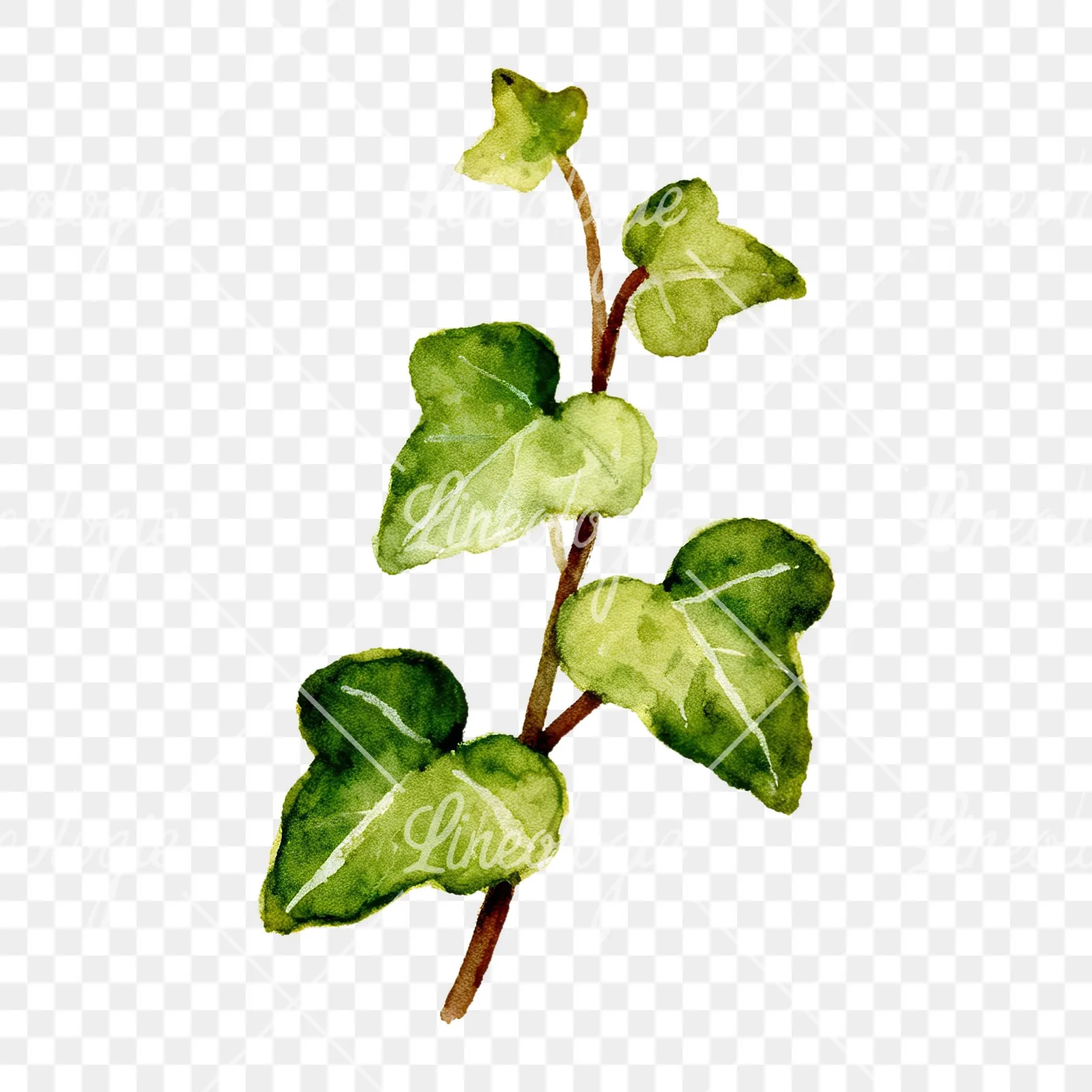 Watercolor spaced ivy branches and leaves clipart 4 of 9 on a transparent background (PNG)