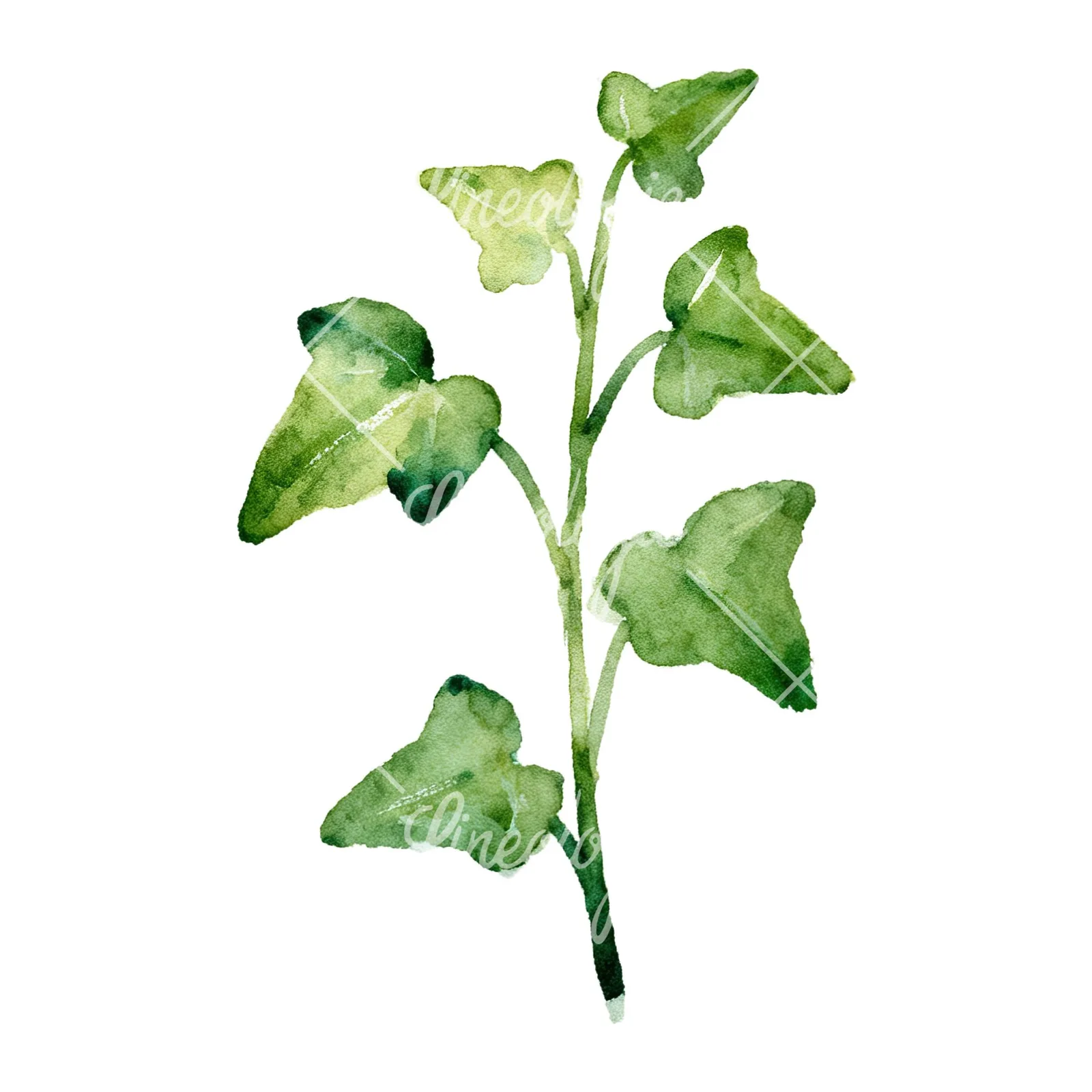Watercolor spaced ivy branches and leaves clipart 5 of 9 on a white background (JPG)
