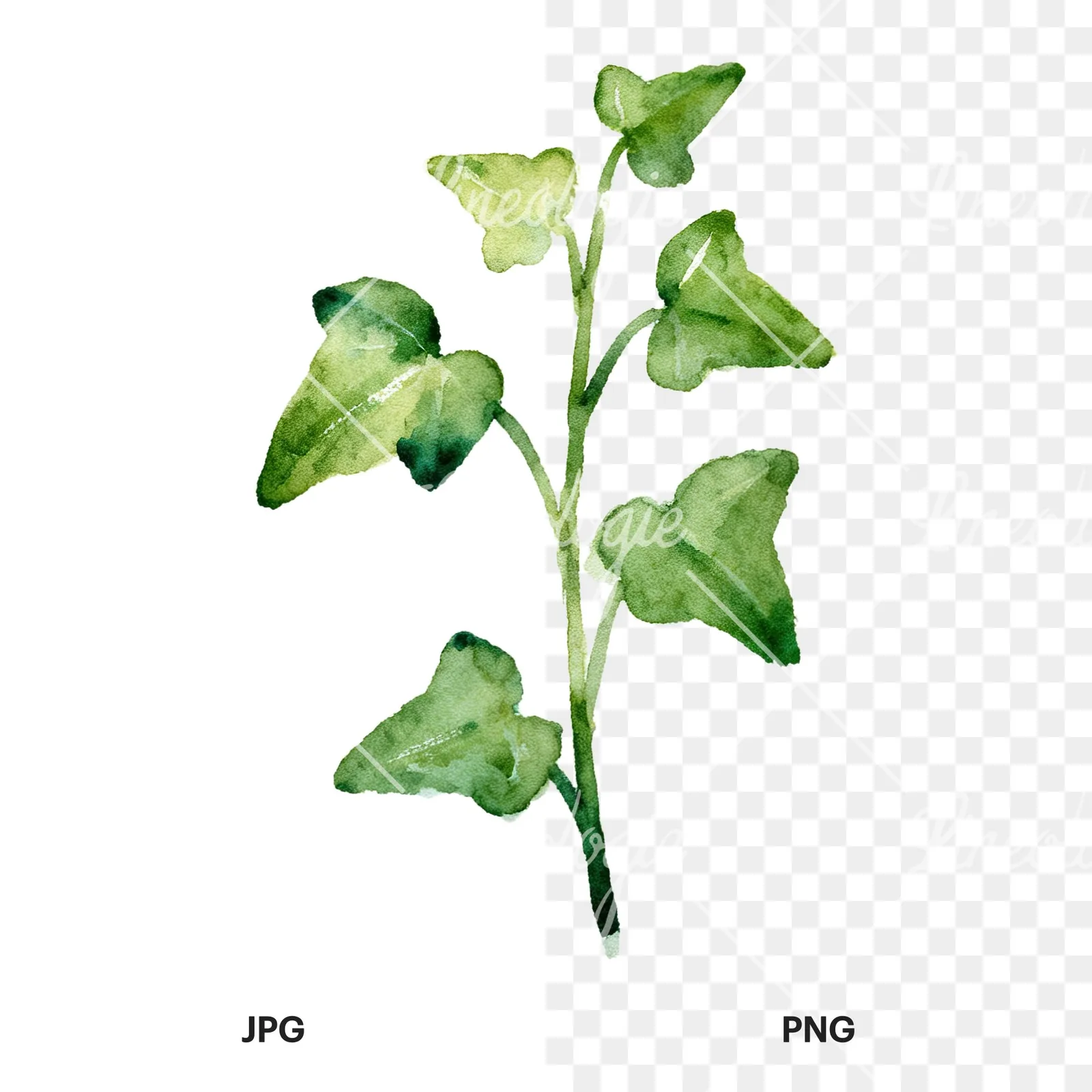 Watercolor spaced ivy branches and leaves clipart 5 of 9, as a JPG on white and a transparent PNG
