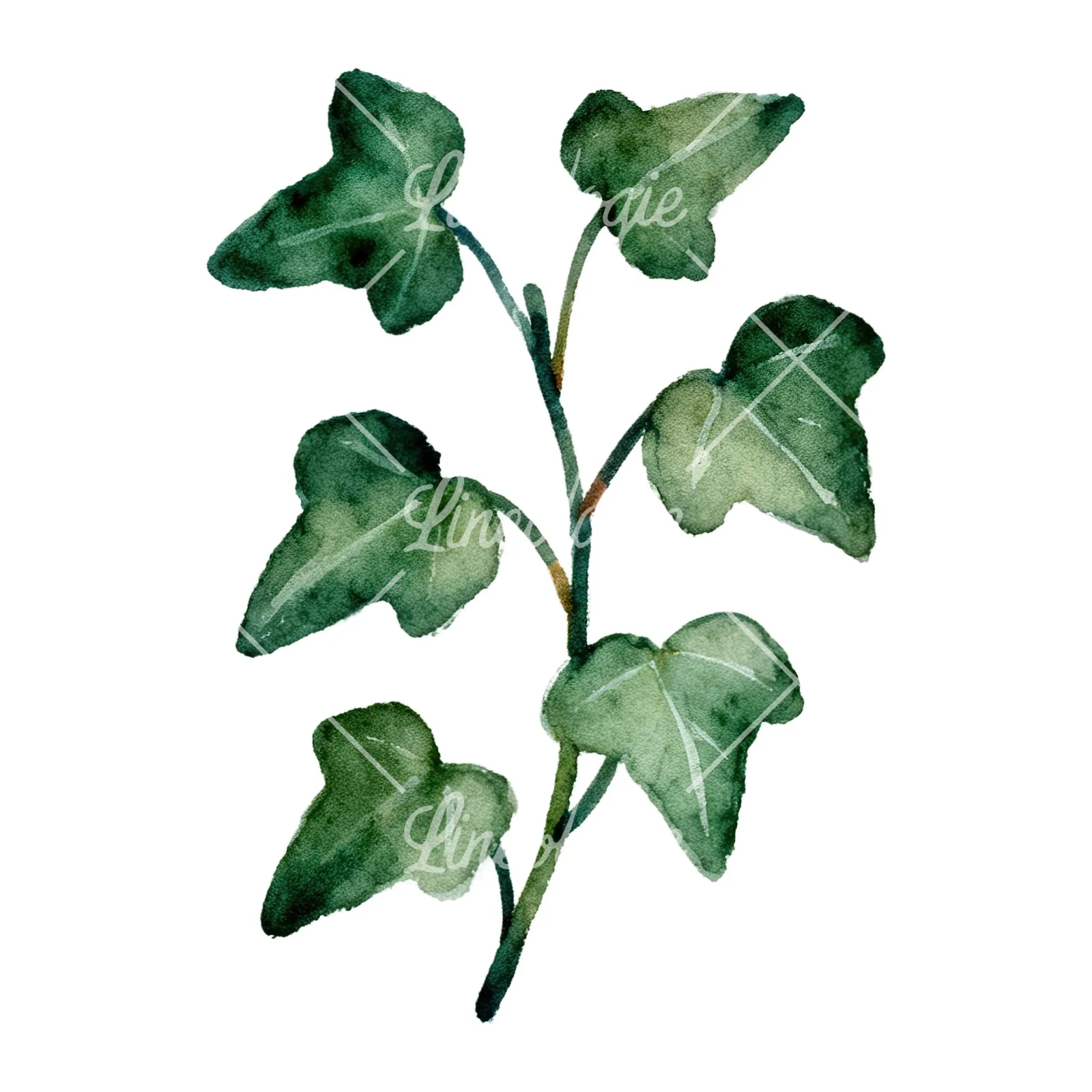 Watercolor spaced ivy branches and leaves clipart 6 of 9 on a white background (JPG)