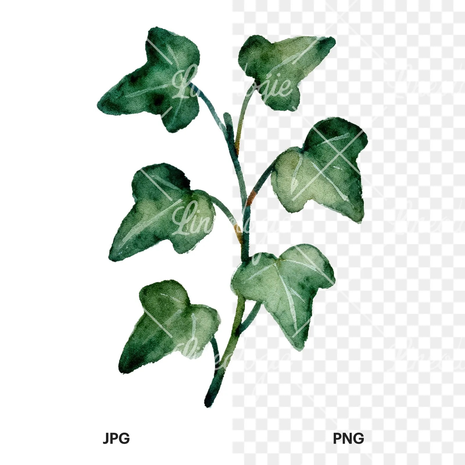 Watercolor spaced ivy branches and leaves clipart 6 of 9, as a JPG on white and a transparent PNG