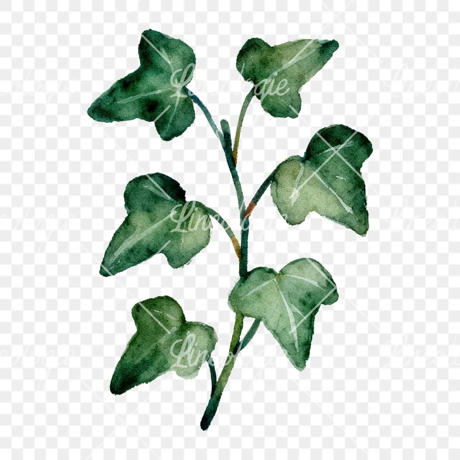 Watercolor spaced ivy branches and leaves clipart 6 of 9 on a transparent background (PNG)