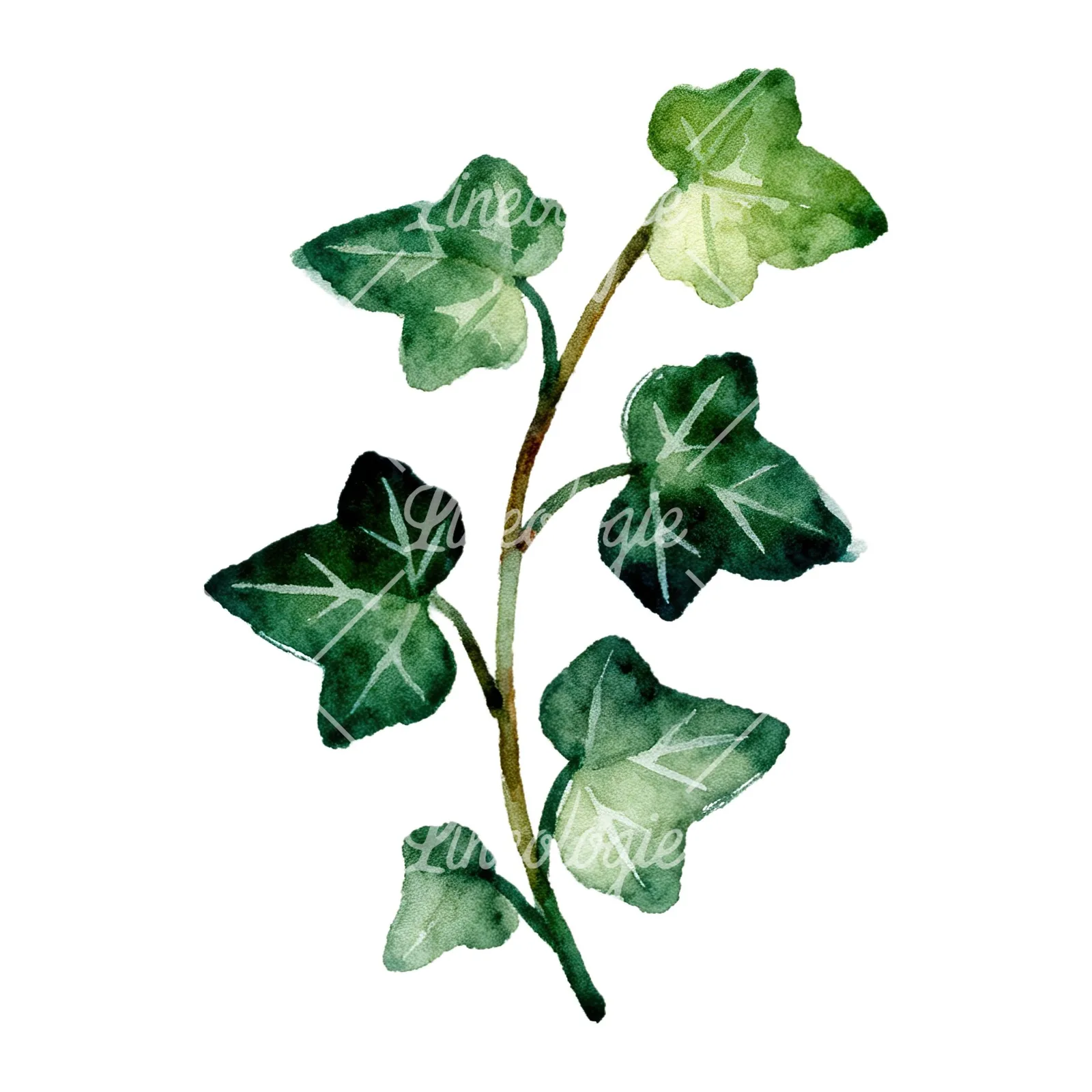 Watercolor spaced ivy branches and leaves clipart 7 of 9 on a white background (JPG)