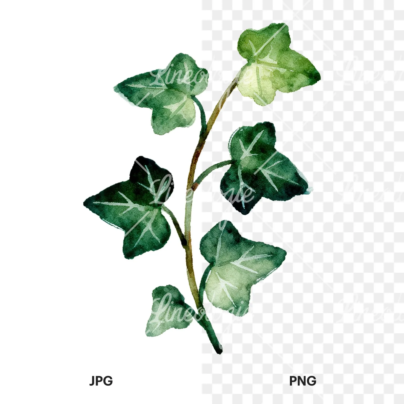 Watercolor spaced ivy branches and leaves clipart 7 of 9, as a JPG on white and a transparent PNG