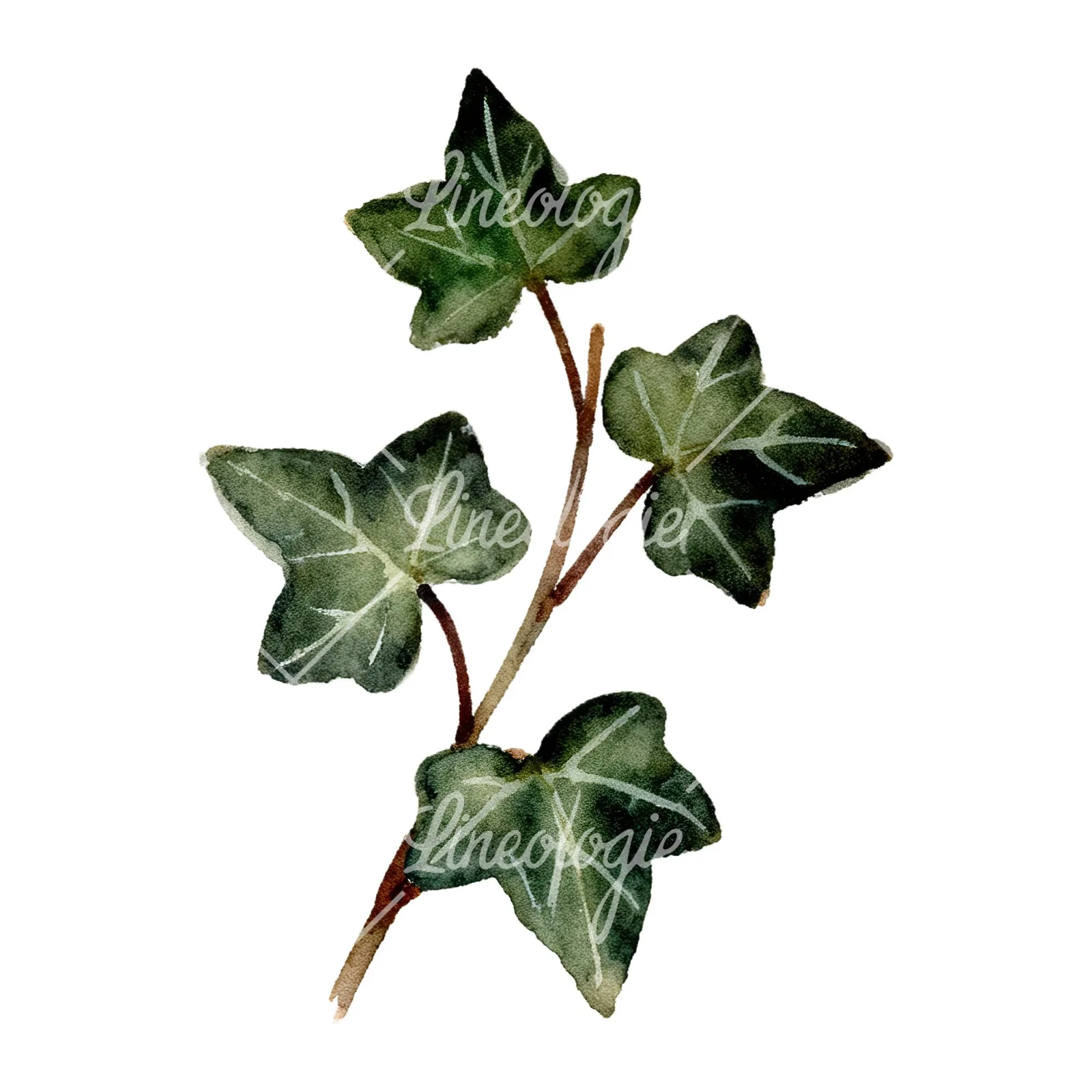Watercolor spaced ivy branches and leaves clipart 8 of 9 on a white background (JPG)