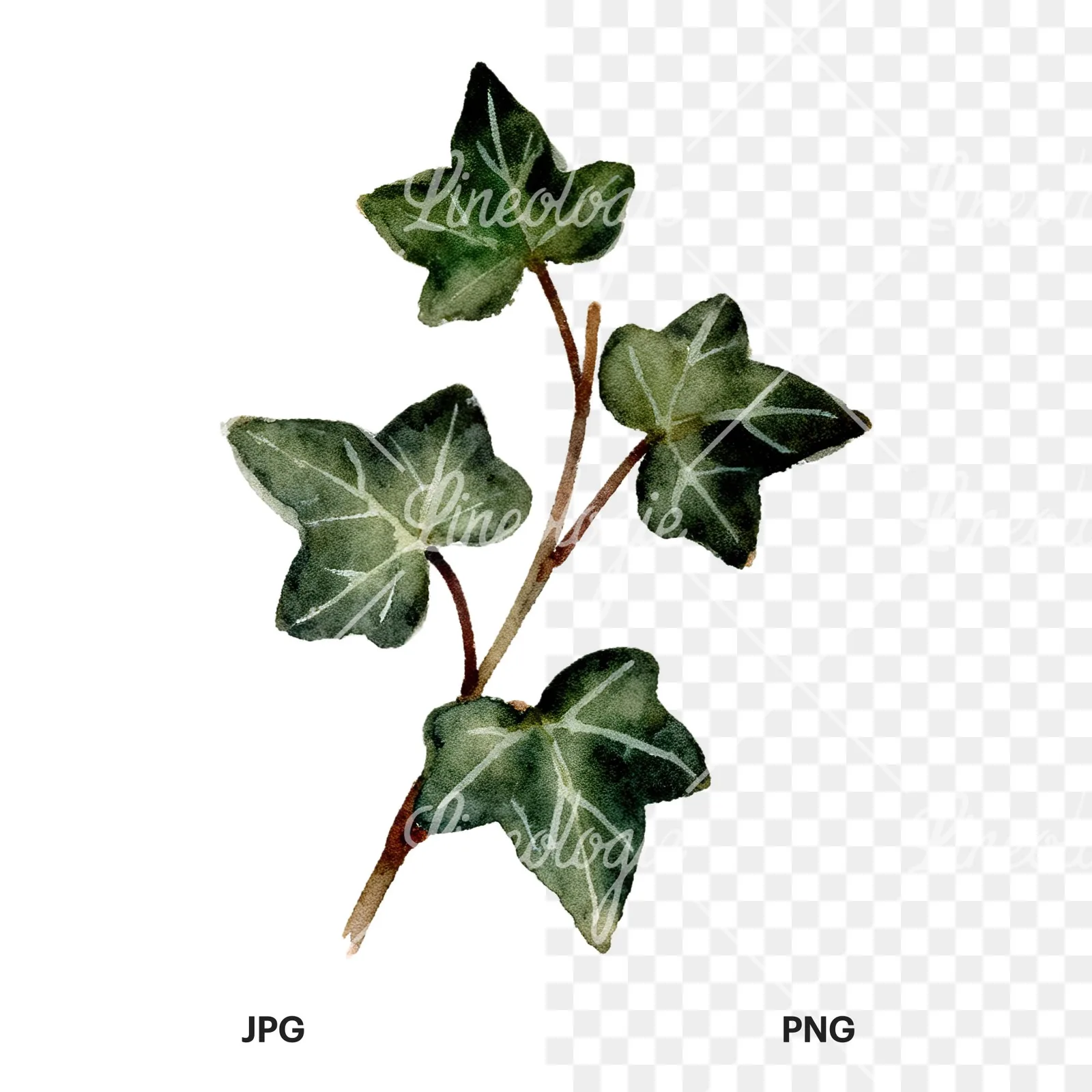 Watercolor spaced ivy branches and leaves clipart 8 of 9, as a JPG on white and a transparent PNG