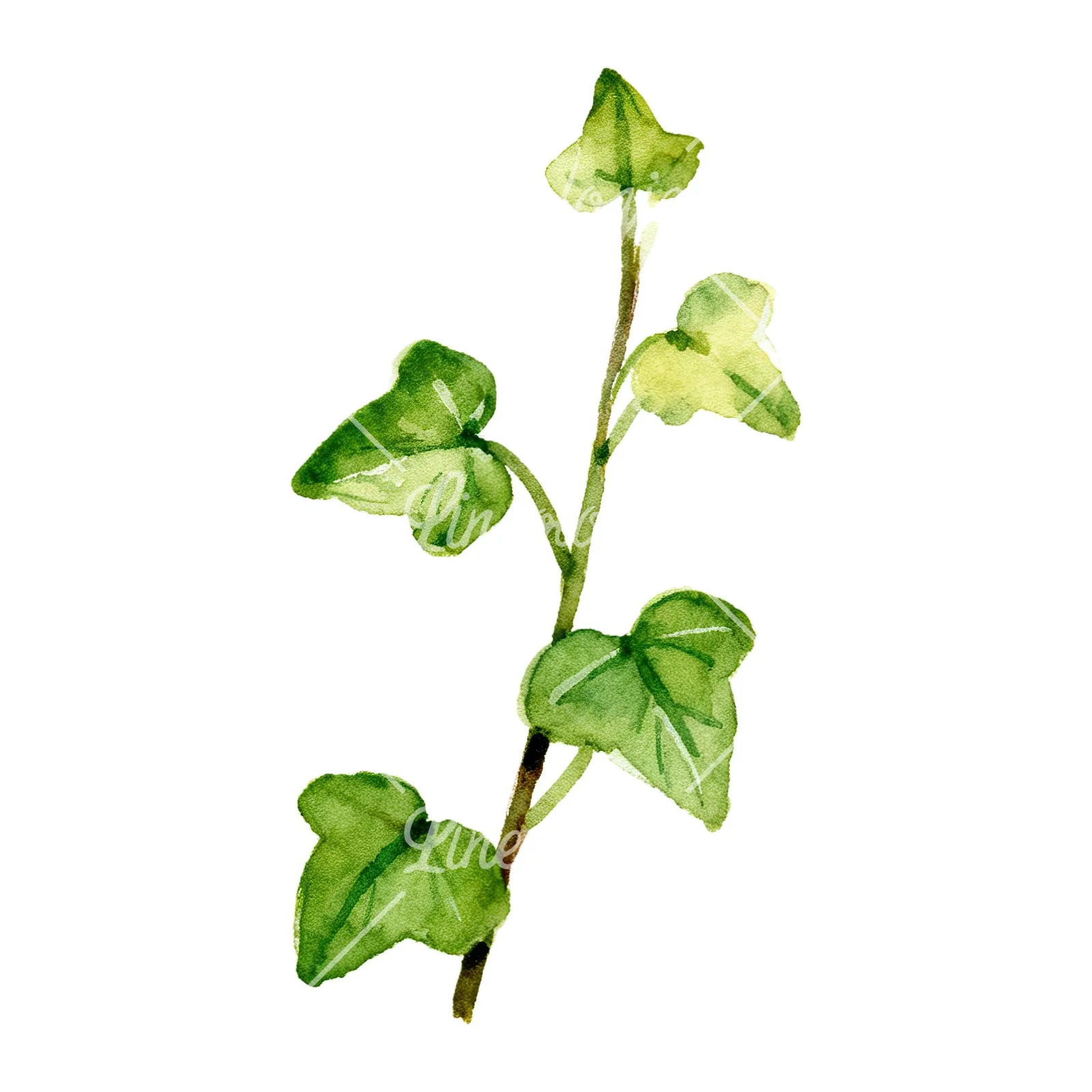 Watercolor spaced ivy branches and leaves clipart 9 of 9 on a white background (JPG)