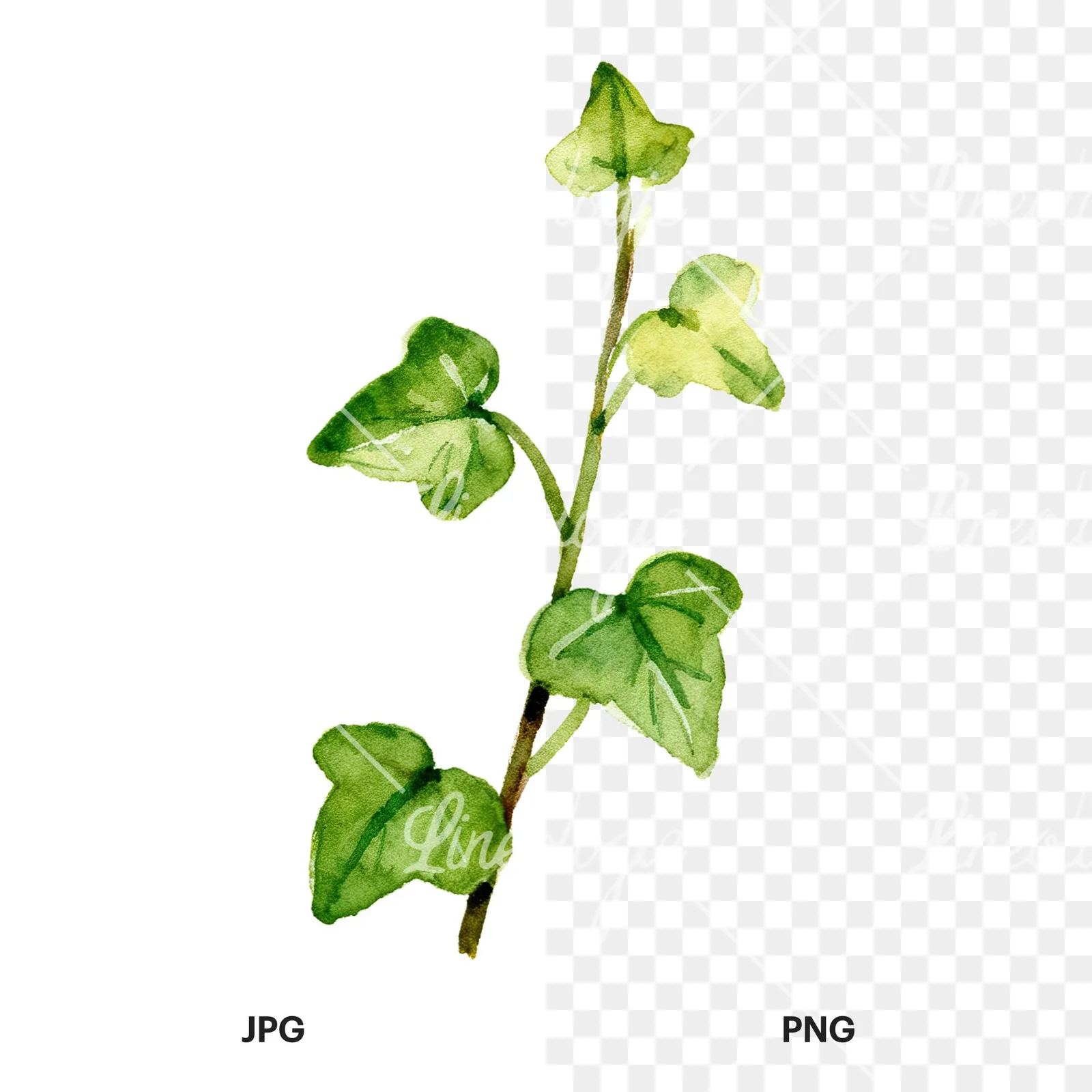 Watercolor spaced ivy branches and leaves clipart 9 of 9, as a JPG on white and a transparent PNG