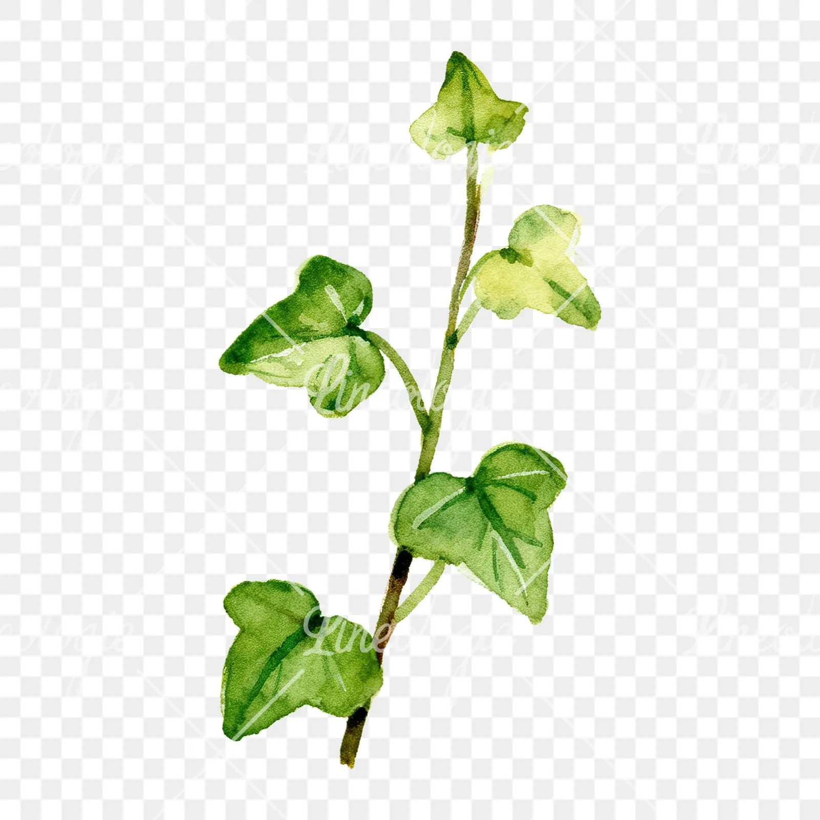 Watercolor spaced ivy branches and leaves clipart 9 of 9 on a transparent background (PNG)