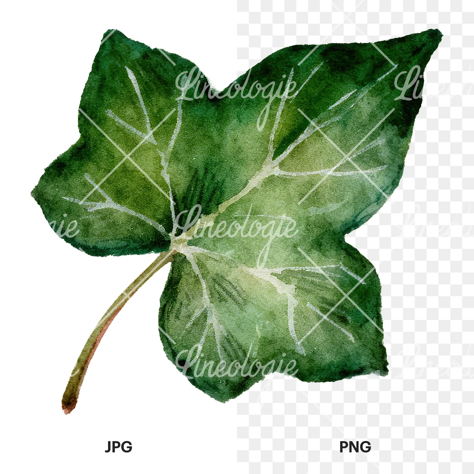 Watercolor nine ivy leaves clipart 1 of 9, as a JPG on white and a transparent PNG