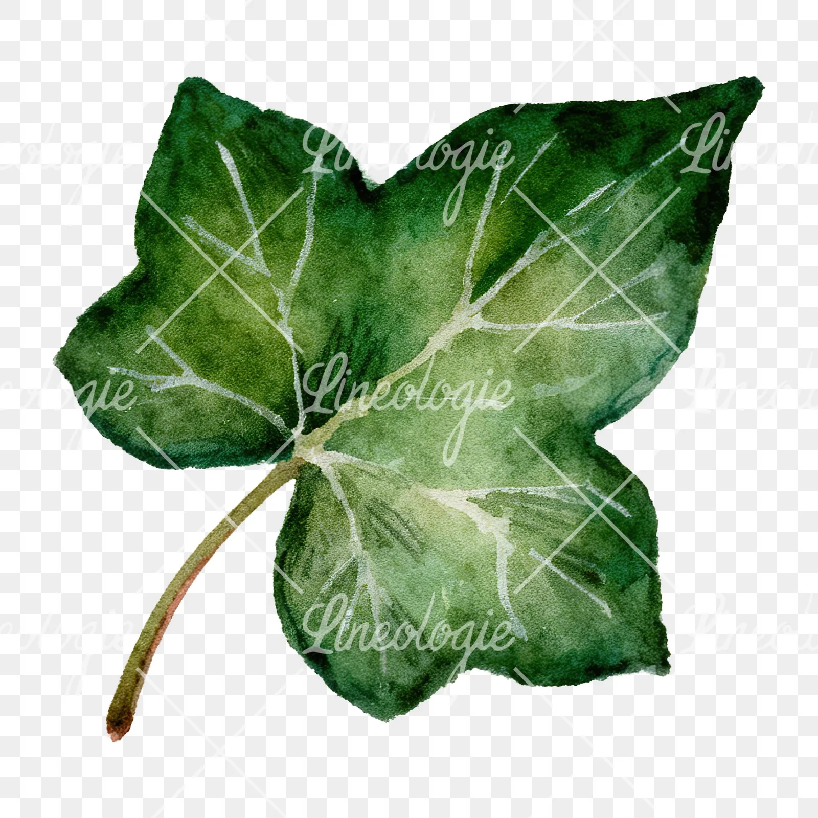 Watercolor nine ivy leaves clipart 1 of 9 on a transparent background (PNG)
