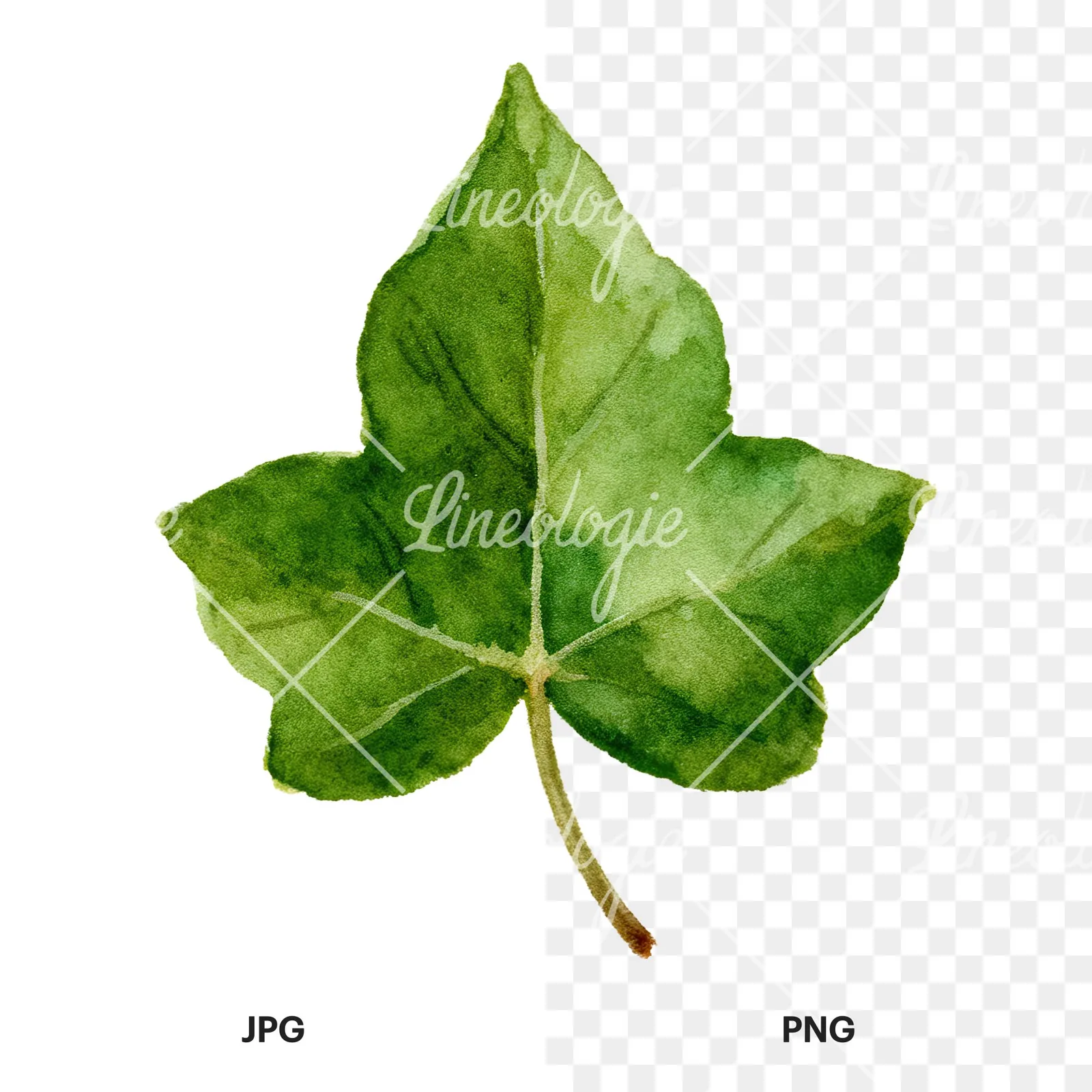 Watercolor nine ivy leaves clipart 2 of 9, as a JPG on white and a transparent PNG