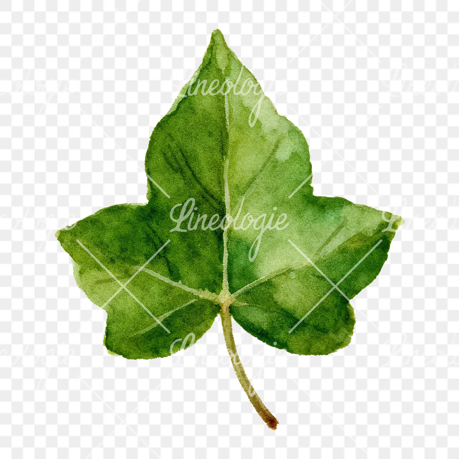 Watercolor nine ivy leaves clipart 2 of 9 on a transparent background (PNG)