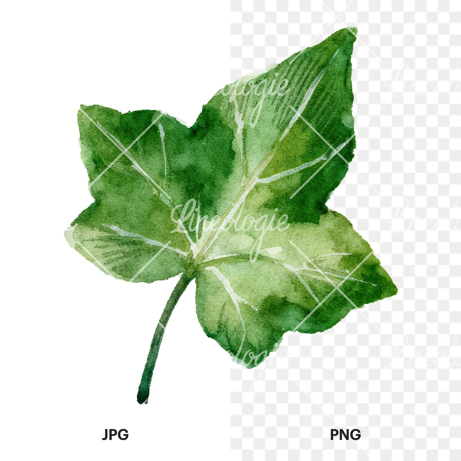 Watercolor nine ivy leaves clipart 3 of 9, as a JPG on white and a transparent PNG