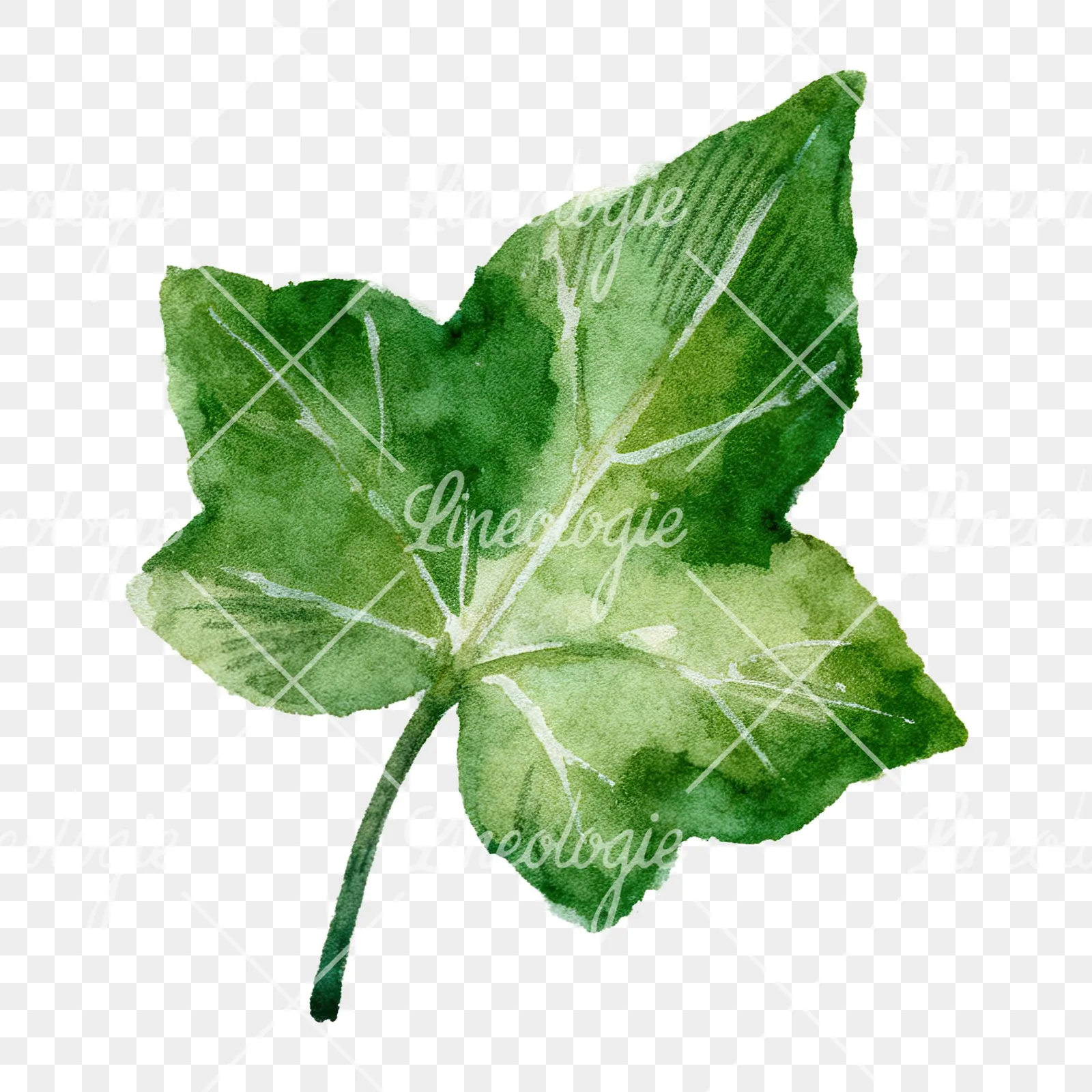 Watercolor nine ivy leaves clipart 3 of 9 on a transparent background (PNG)