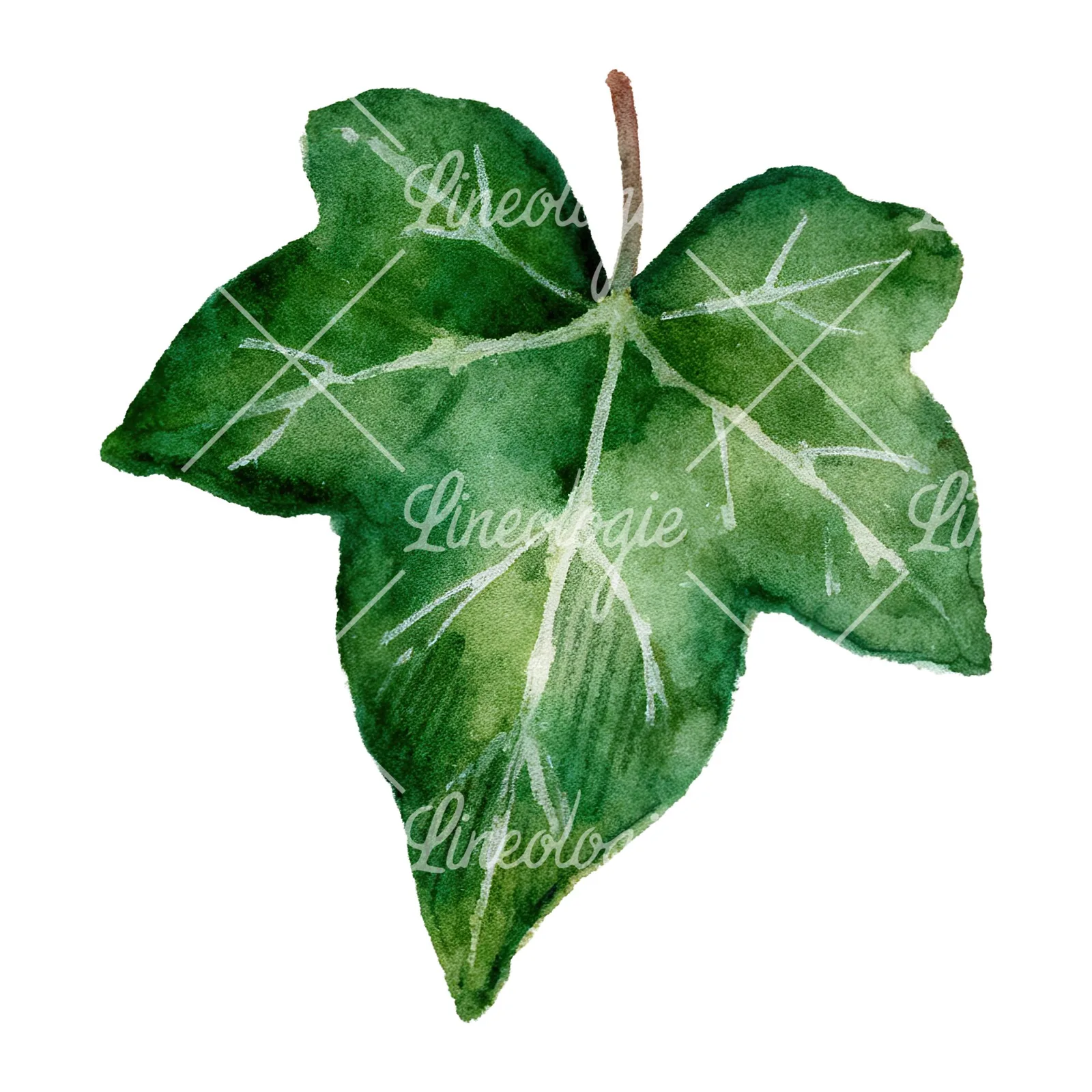 Watercolor nine ivy leaves clipart 4 of 9 on a white background (JPG)