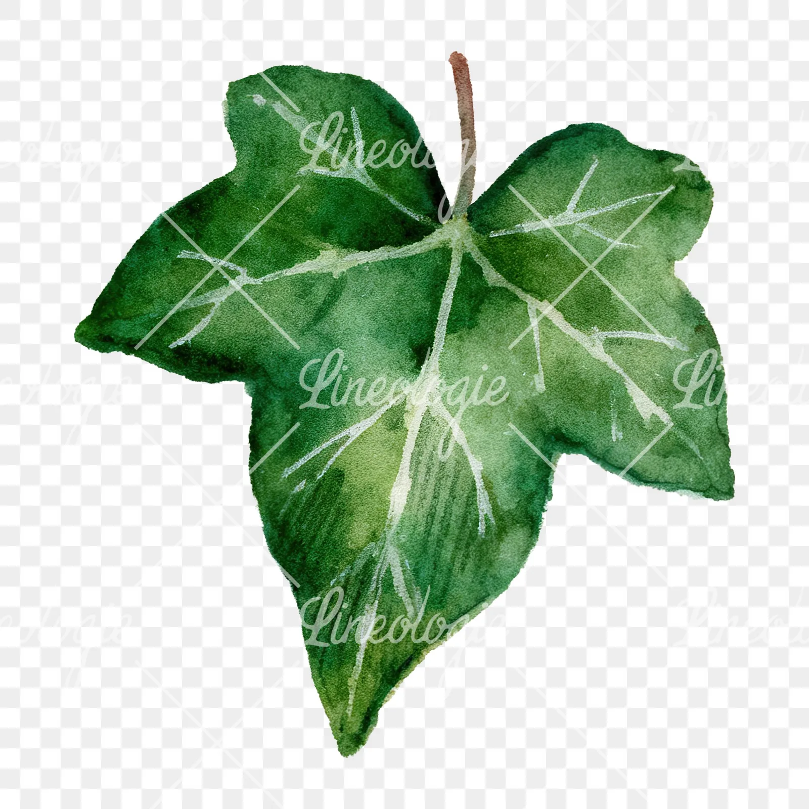 Watercolor nine ivy leaves clipart 4 of 9 on a transparent background (PNG)