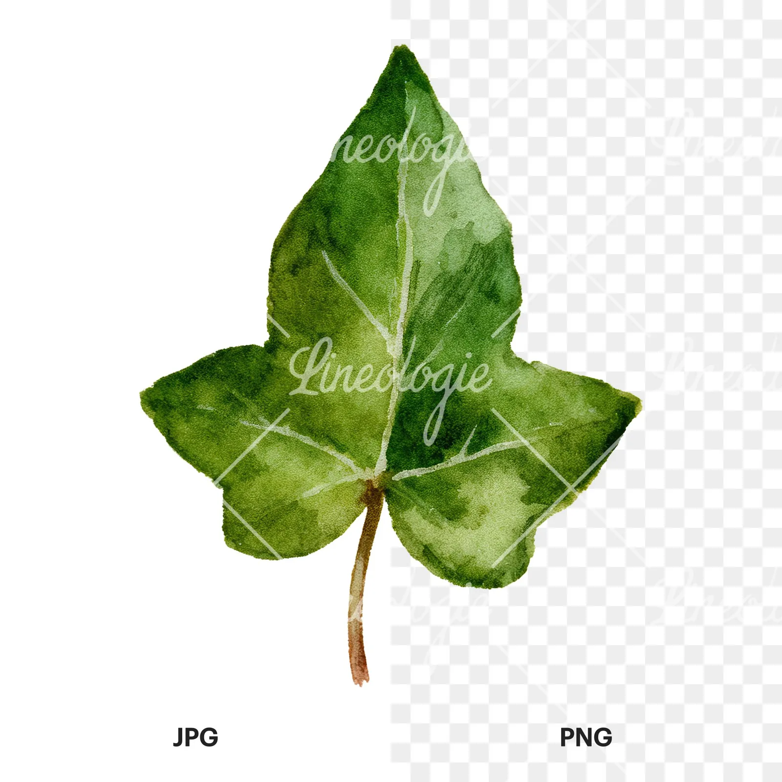 Watercolor nine ivy leaves clipart 5 of 9, as a JPG on white and a transparent PNG