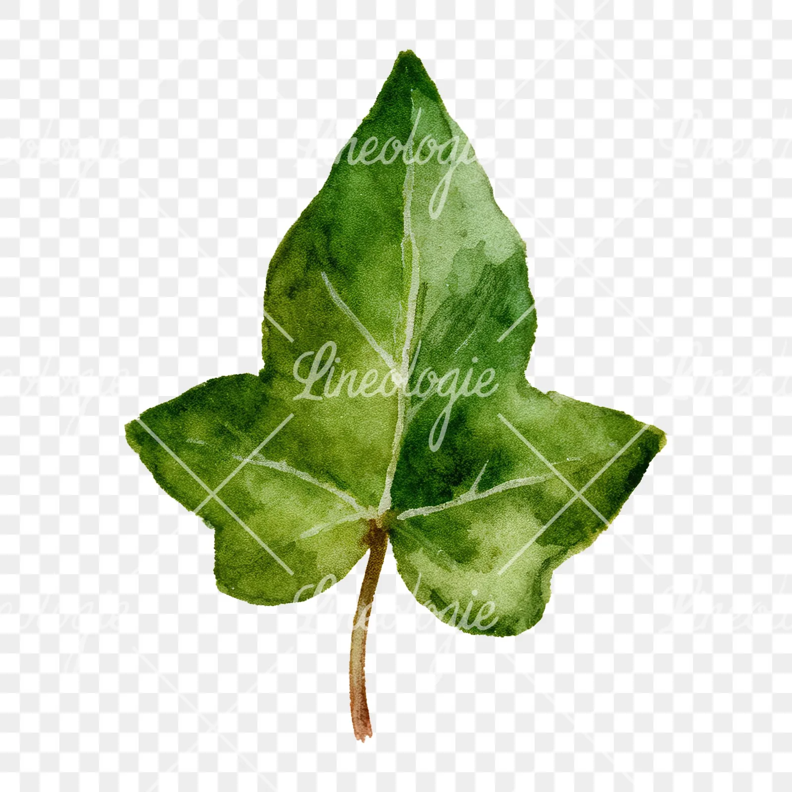 Watercolor nine ivy leaves clipart 5 of 9 on a transparent background (PNG)