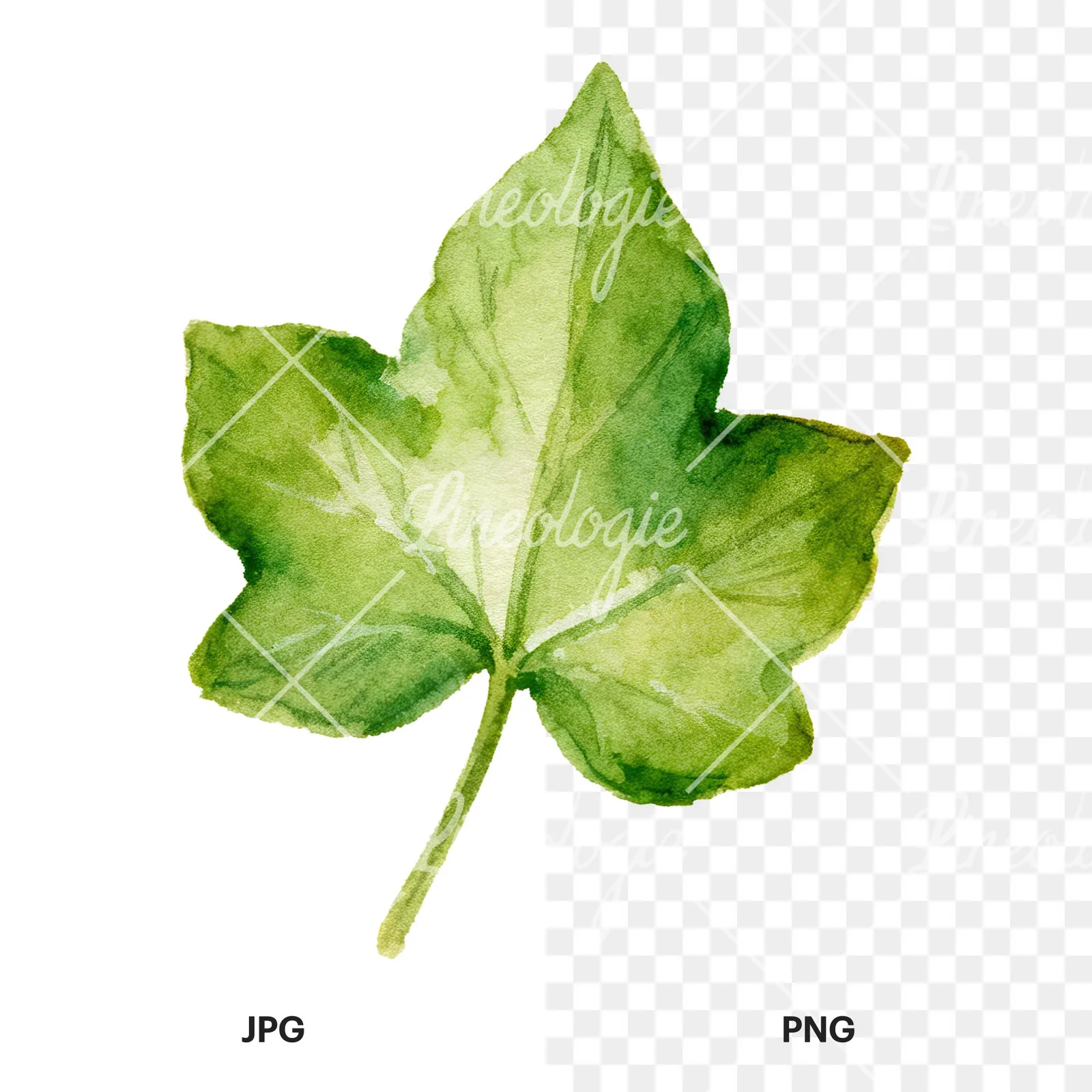 Watercolor nine ivy leaves clipart 6 of 9, as a JPG on white and a transparent PNG