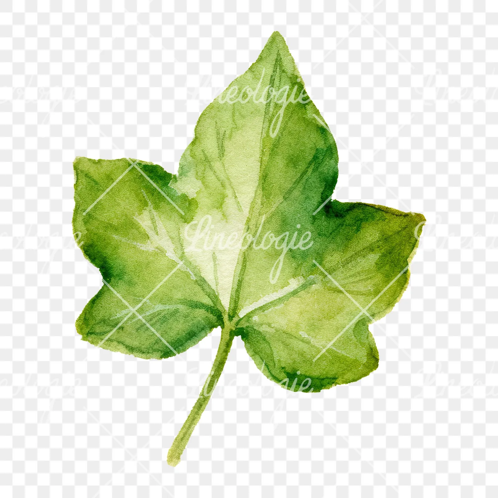 Watercolor nine ivy leaves clipart 6 of 9 on a transparent background (PNG)