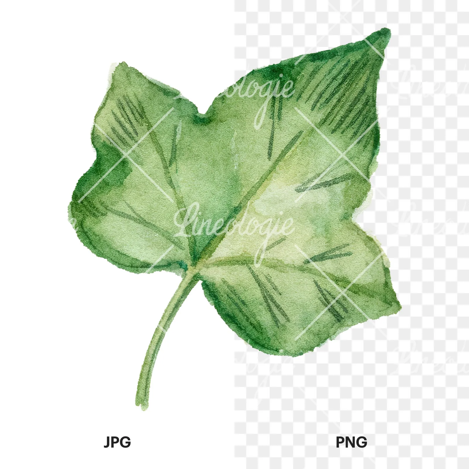 Watercolor nine ivy leaves clipart 7 of 9, as a JPG on white and a transparent PNG