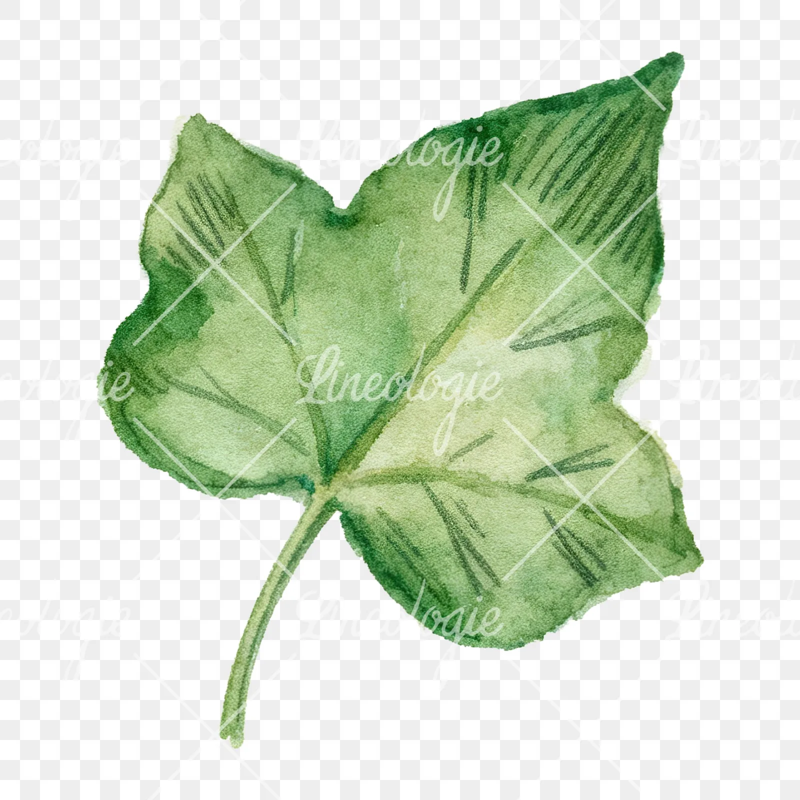 Watercolor nine ivy leaves clipart 7 of 9 on a transparent background (PNG)