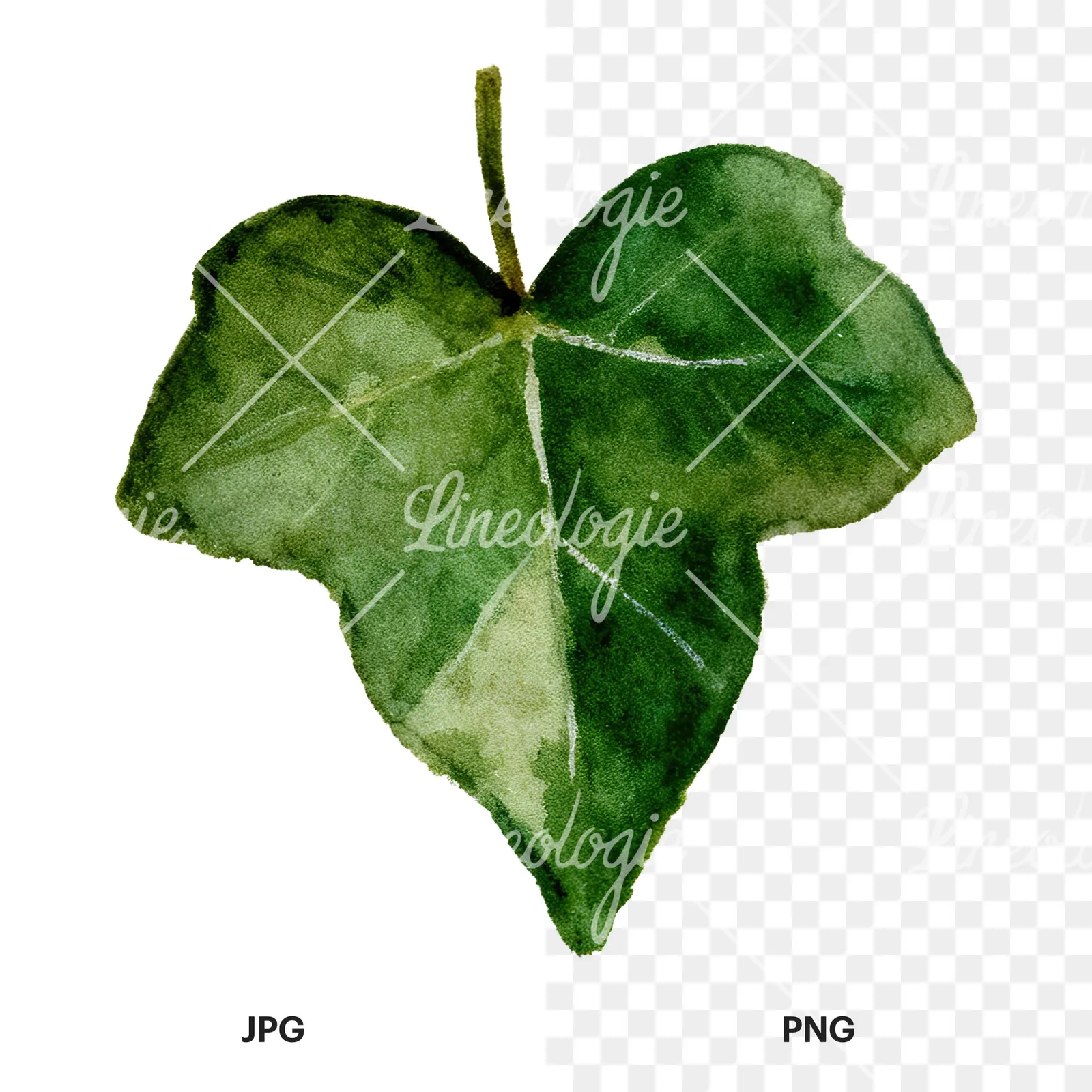 Watercolor nine ivy leaves clipart 8 of 9, as a JPG on white and a transparent PNG