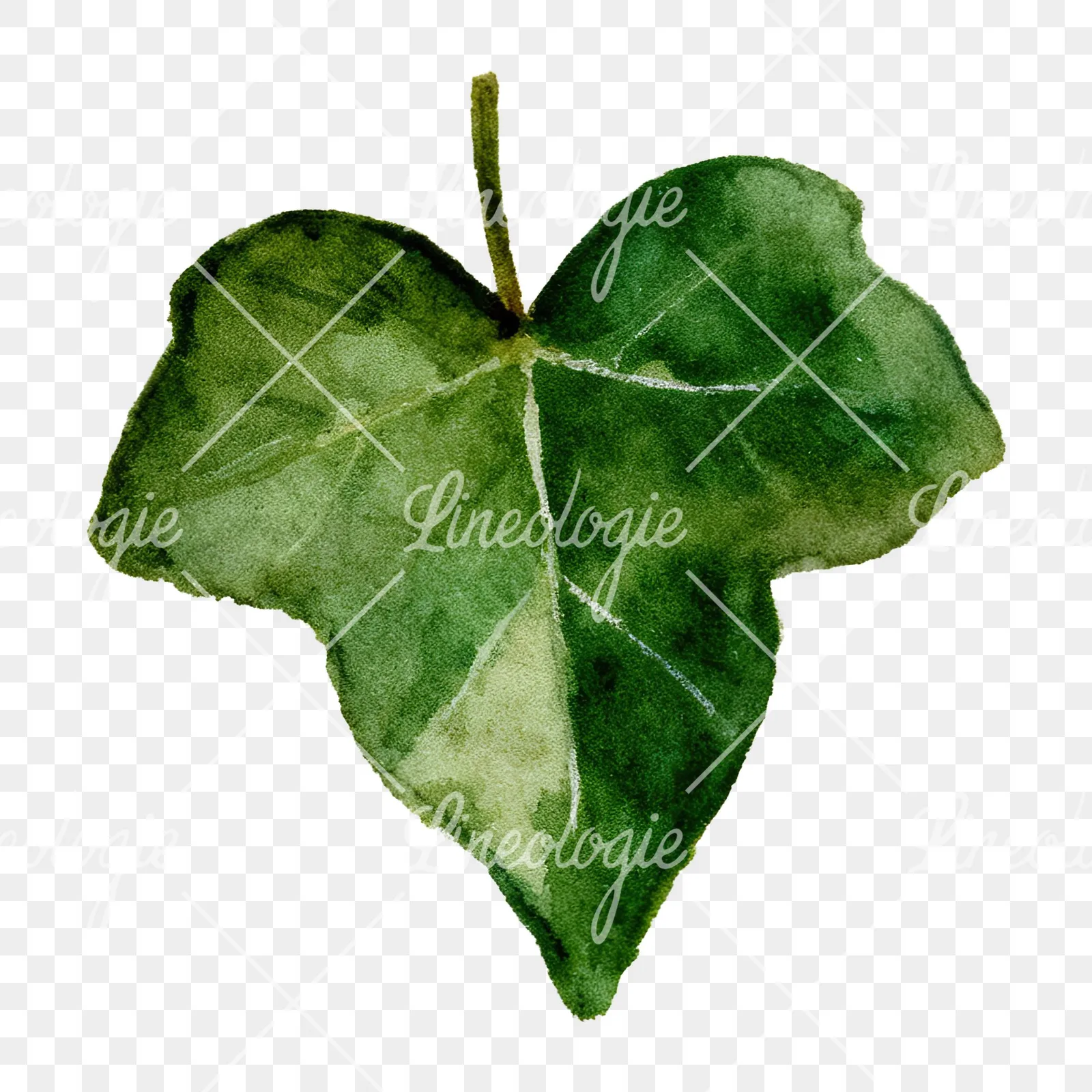 Watercolor nine ivy leaves clipart 8 of 9 on a transparent background (PNG)