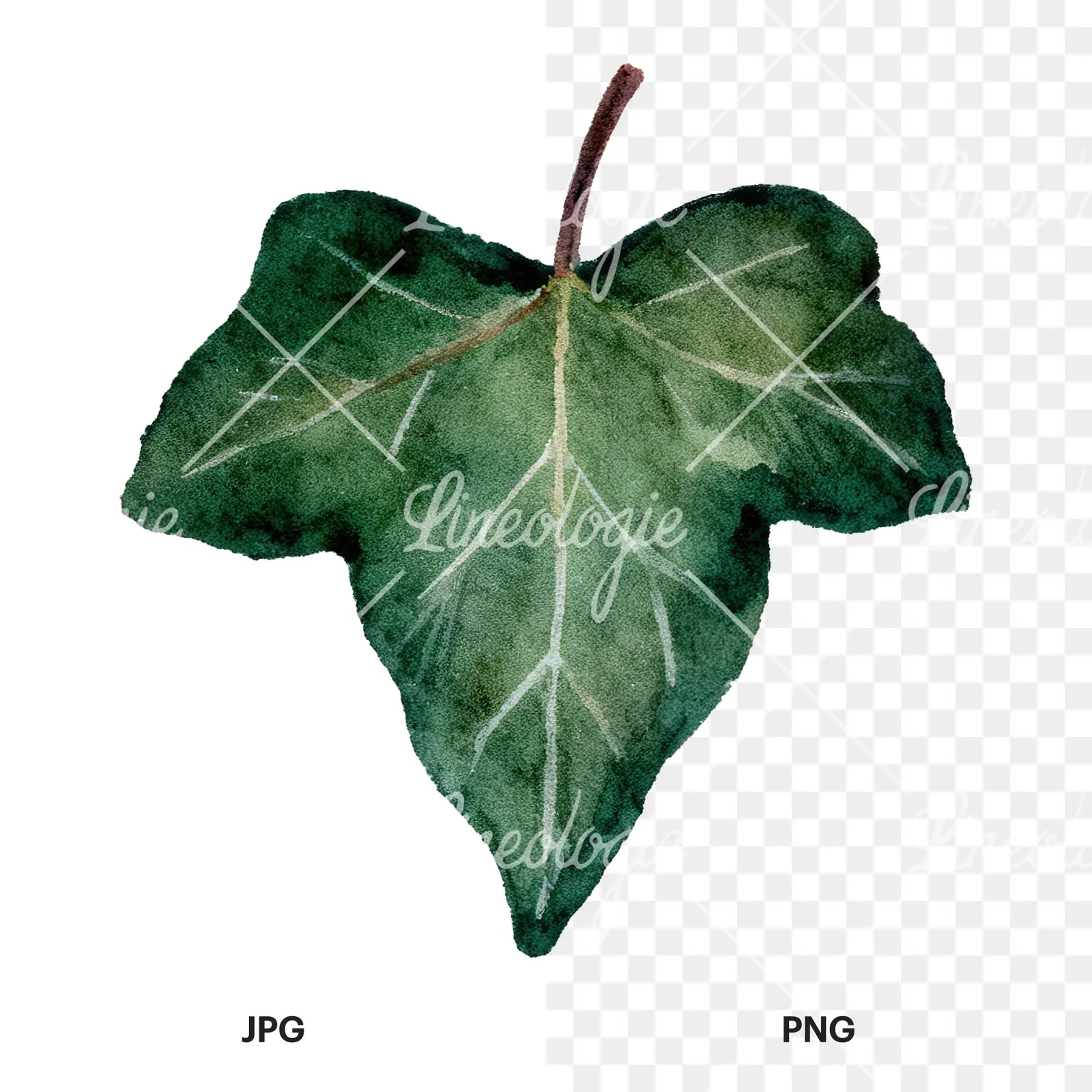 Watercolor nine ivy leaves clipart 9 of 9, as a JPG on white and a transparent PNG