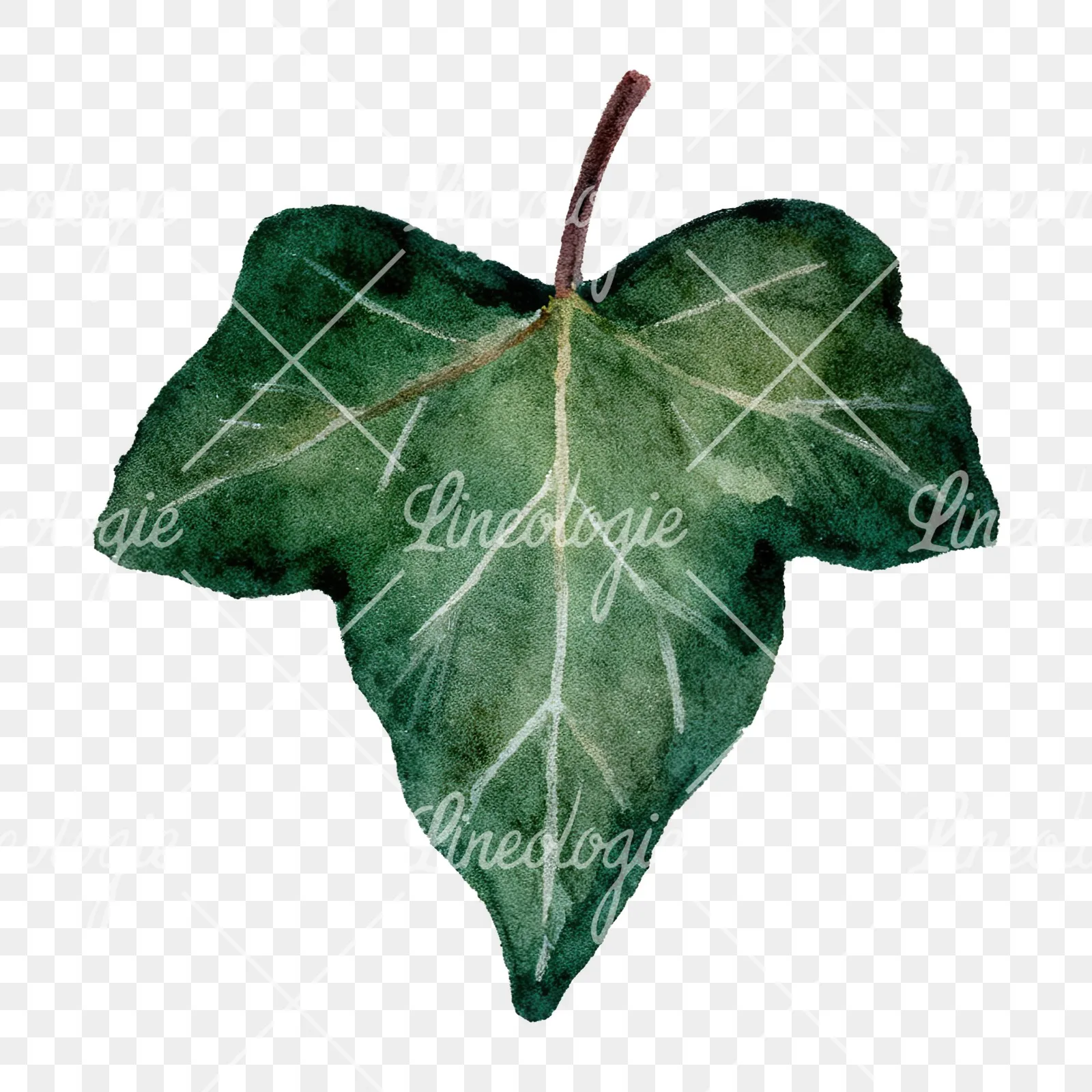 Watercolor nine ivy leaves clipart 9 of 9 on a transparent background (PNG)