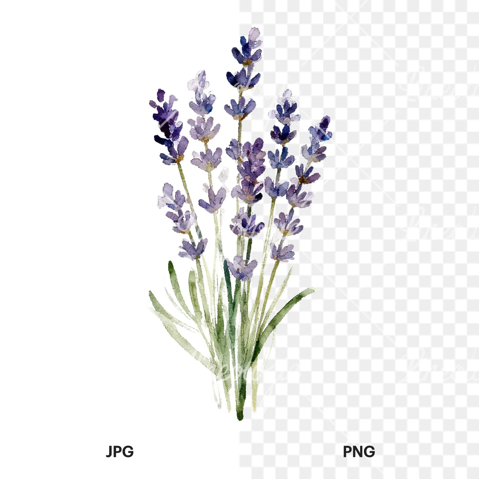 Watercolor lavender bouquet with blue accents clipart 1 of 9, as a JPG on white and a transparent PNG