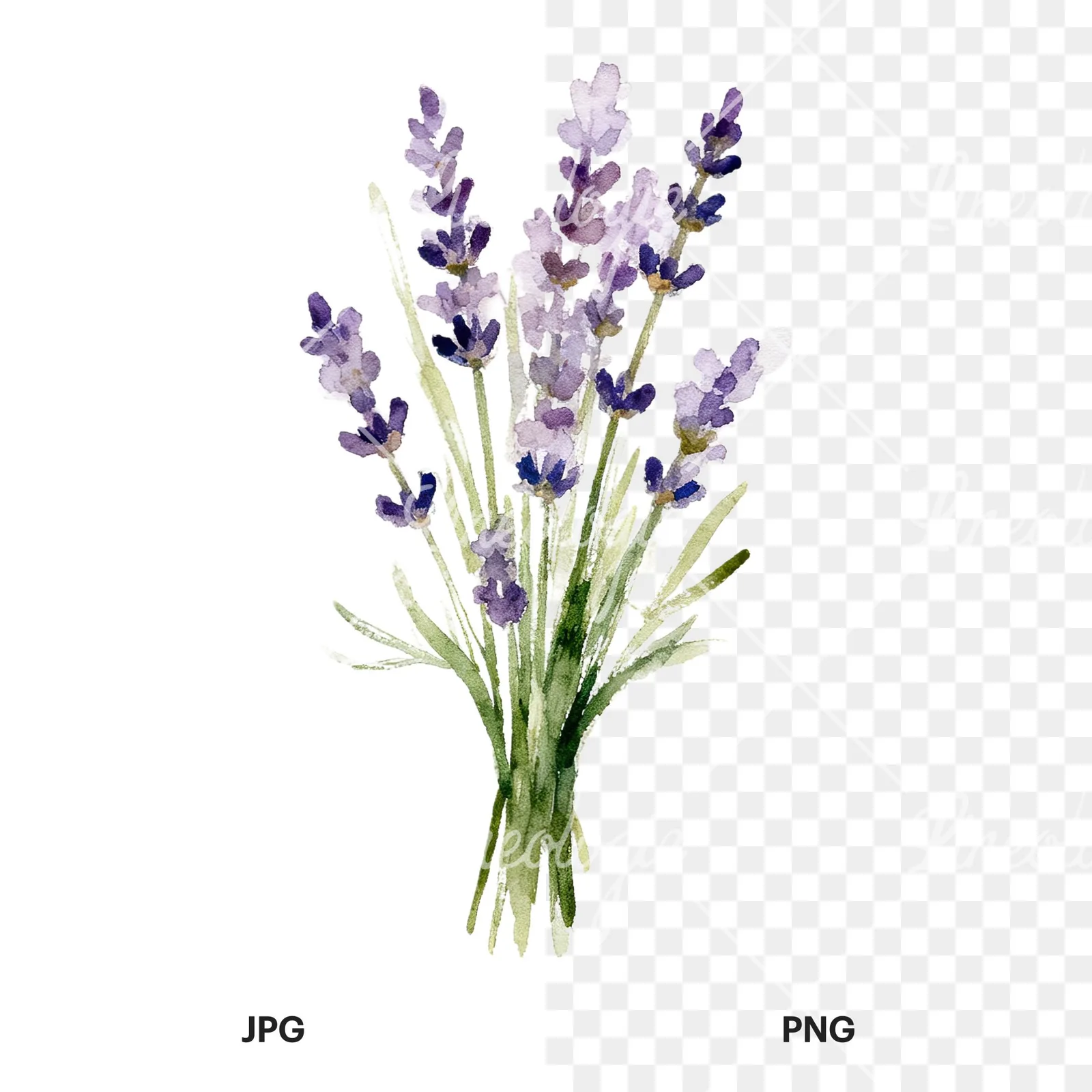 Watercolor lavender bouquet with blue accents clipart 6 of 9, as a JPG on white and a transparent PNG