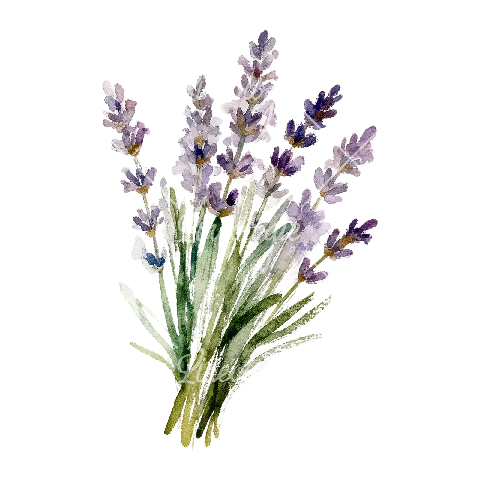 Watercolor lavender bouquet with blue accents clipart 7 of 9 on a white background (JPG)