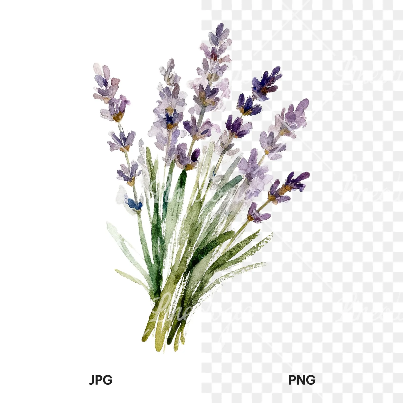 Watercolor lavender bouquet with blue accents clipart 7 of 9, as a JPG on white and a transparent PNG