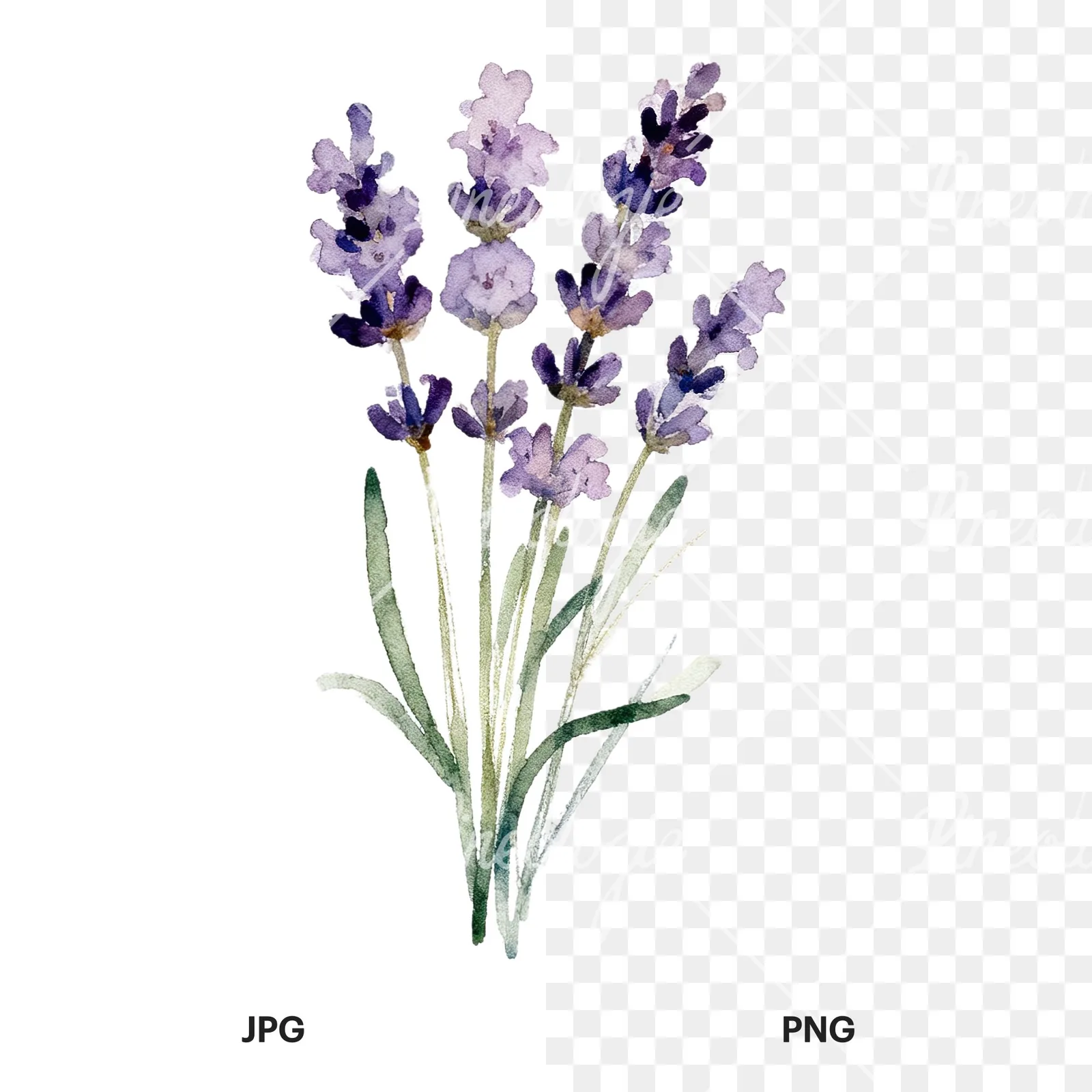 Watercolor lavender bouquet with blue accents clipart 8 of 9, as a JPG on white and a transparent PNG
