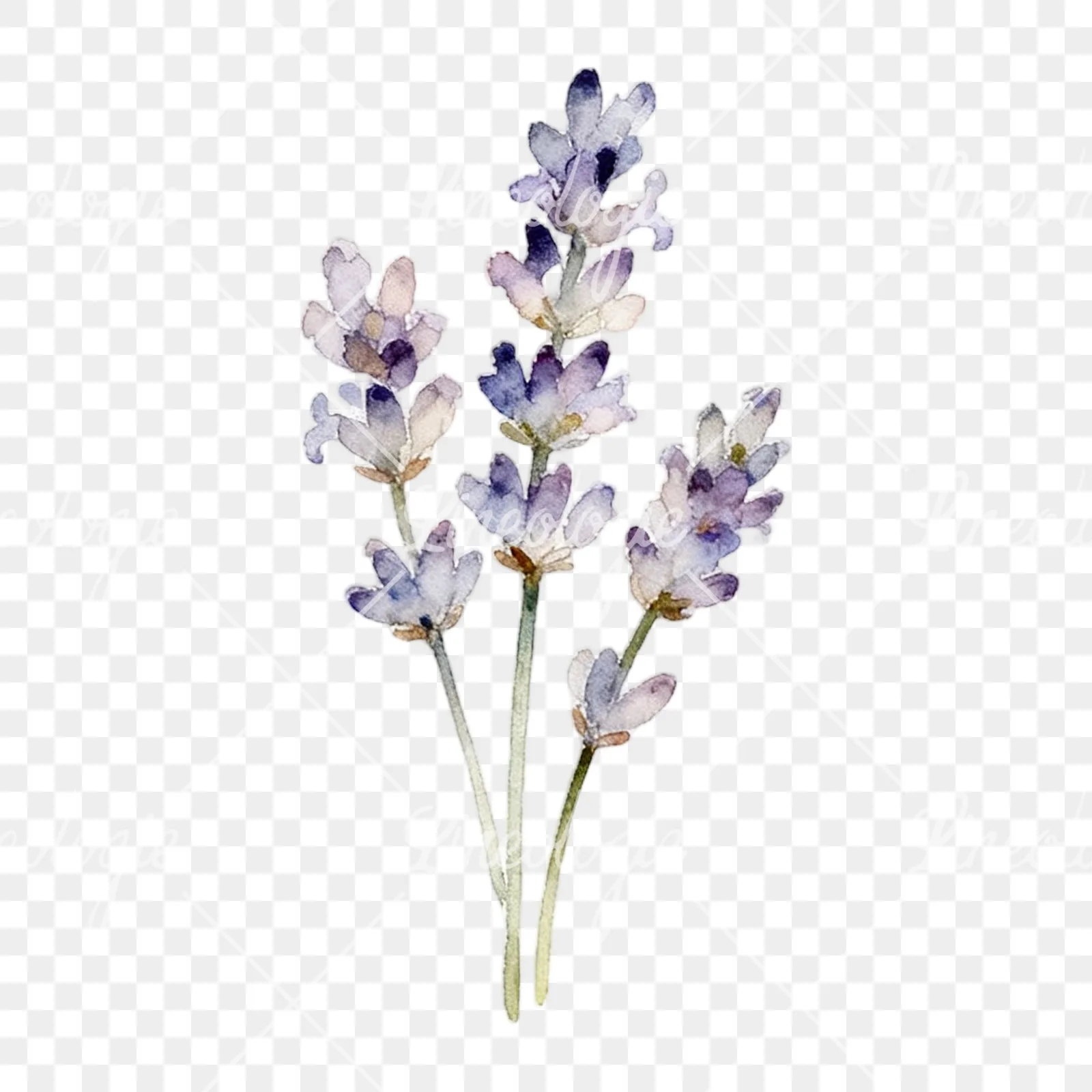 Watercolor light purple lavender sprig clipart 1 of 9 on a transparent background (PNG)