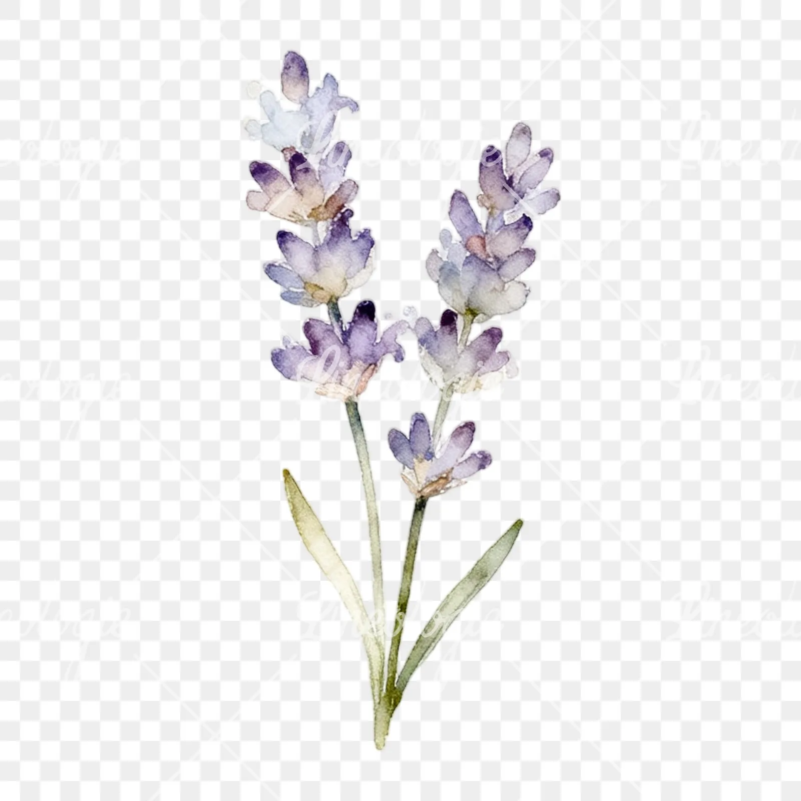 Watercolor light purple lavender sprig clipart 2 of 9 on a transparent background (PNG)