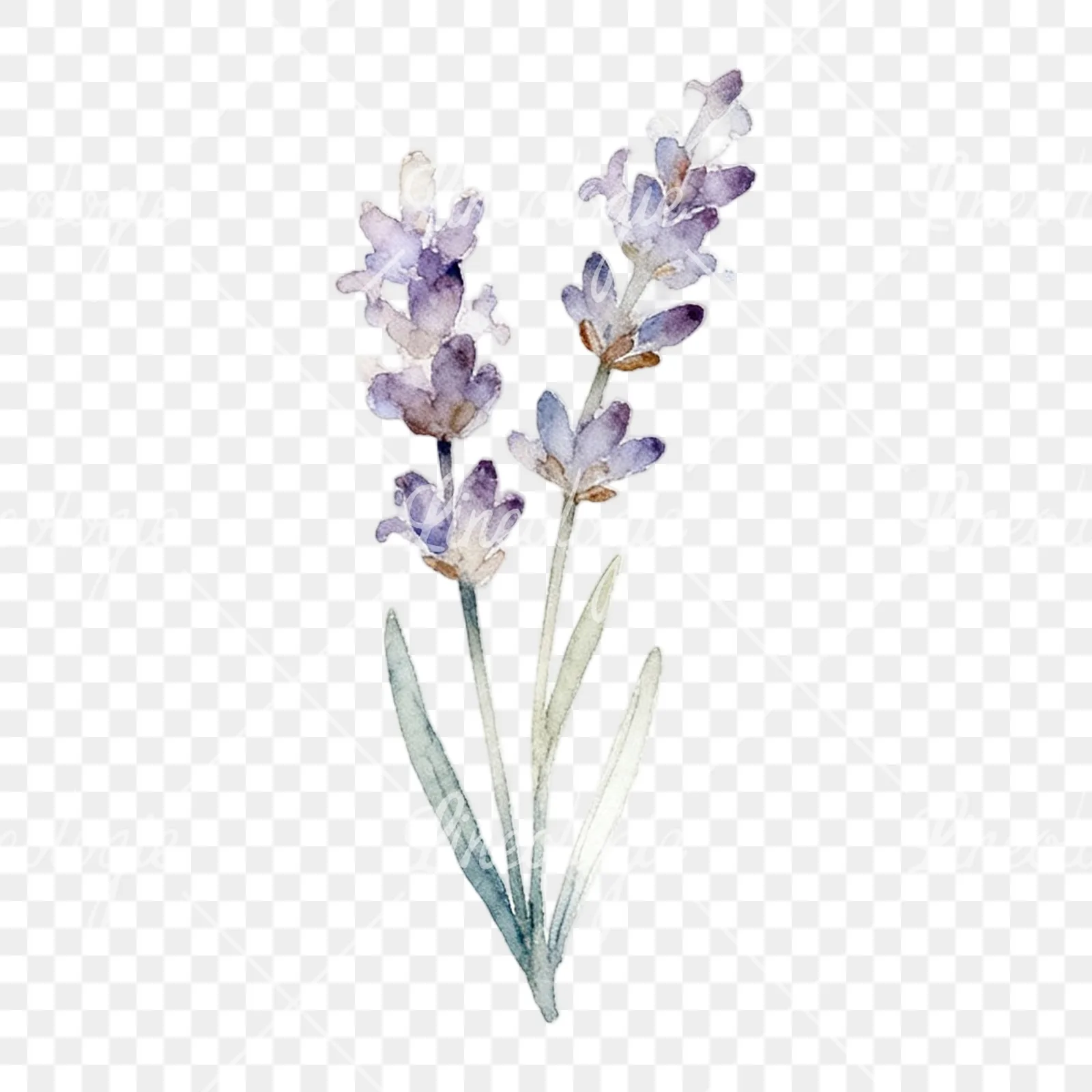 Watercolor light purple lavender sprig clipart 3 of 9 on a transparent background (PNG)