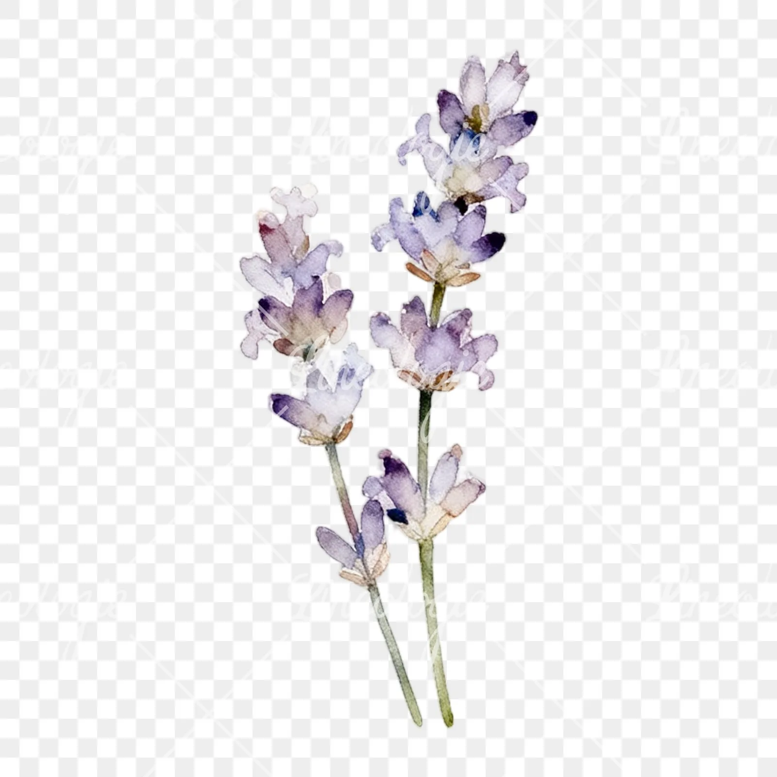Watercolor light purple lavender sprig clipart 4 of 9 on a transparent background (PNG)