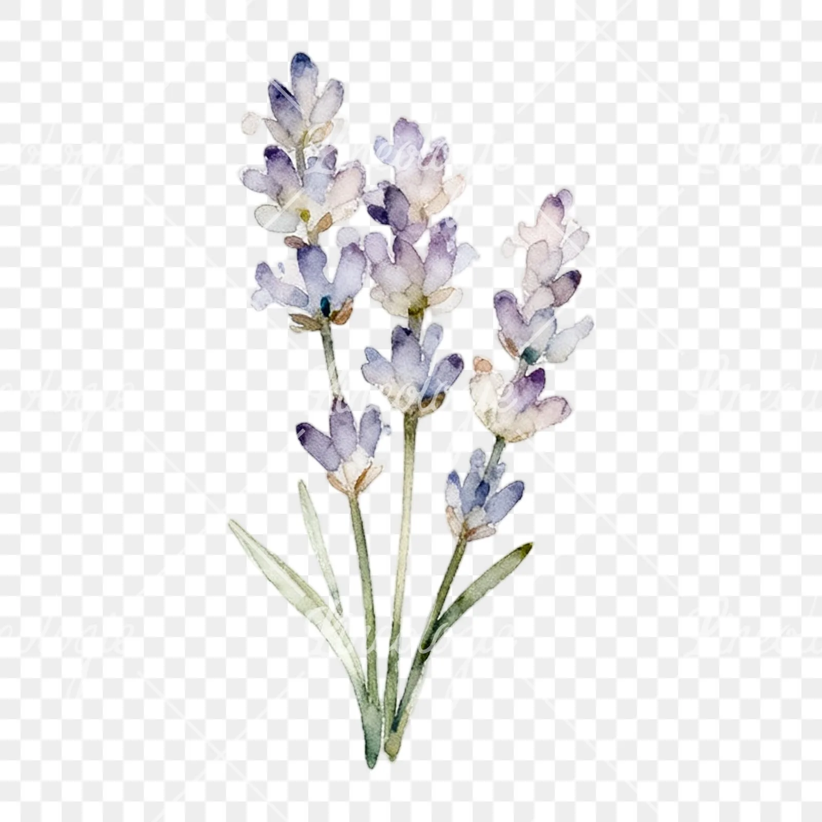 Watercolor light purple lavender sprig clipart 5 of 9 on a transparent background (PNG)