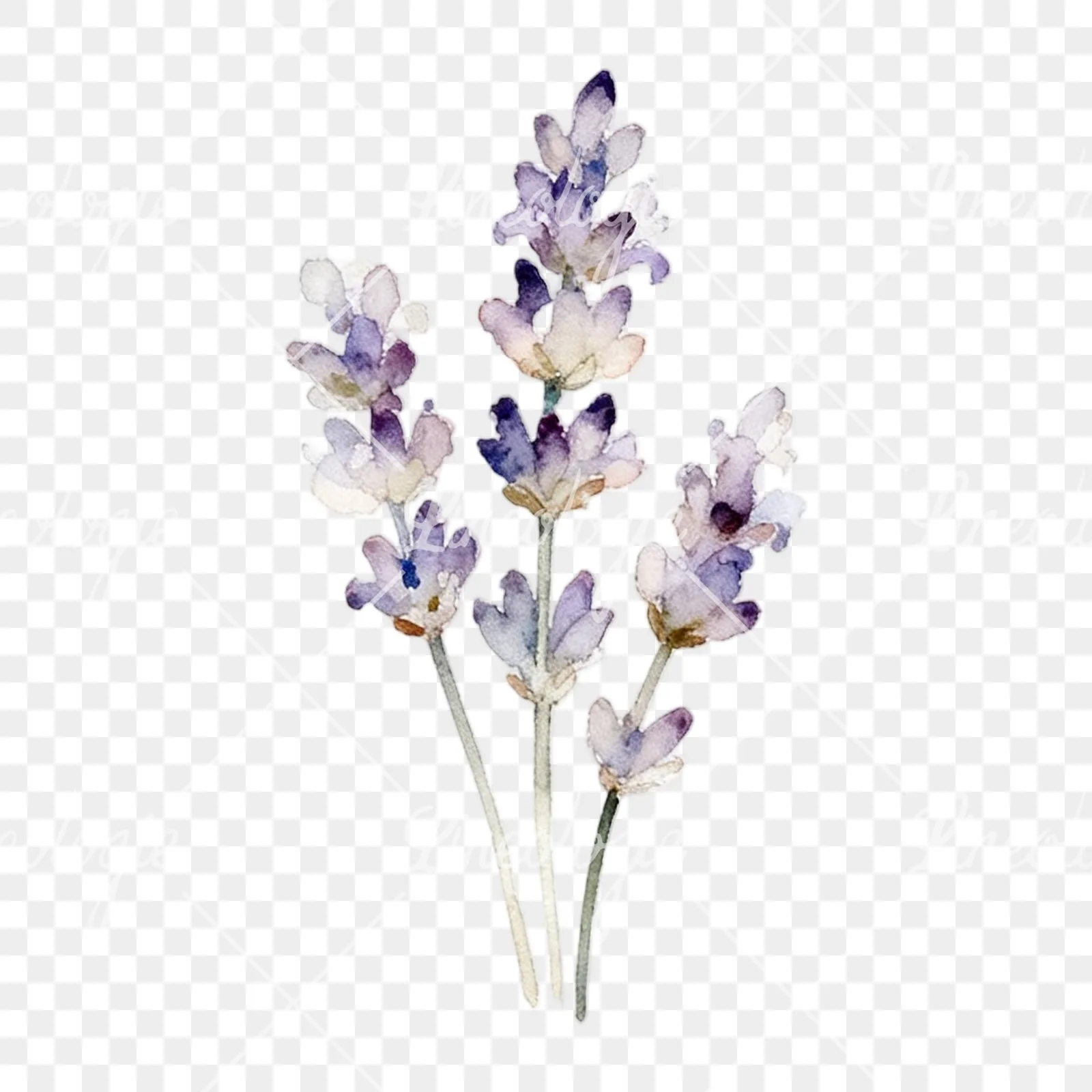 Watercolor light purple lavender sprig clipart 6 of 9 on a transparent background (PNG)