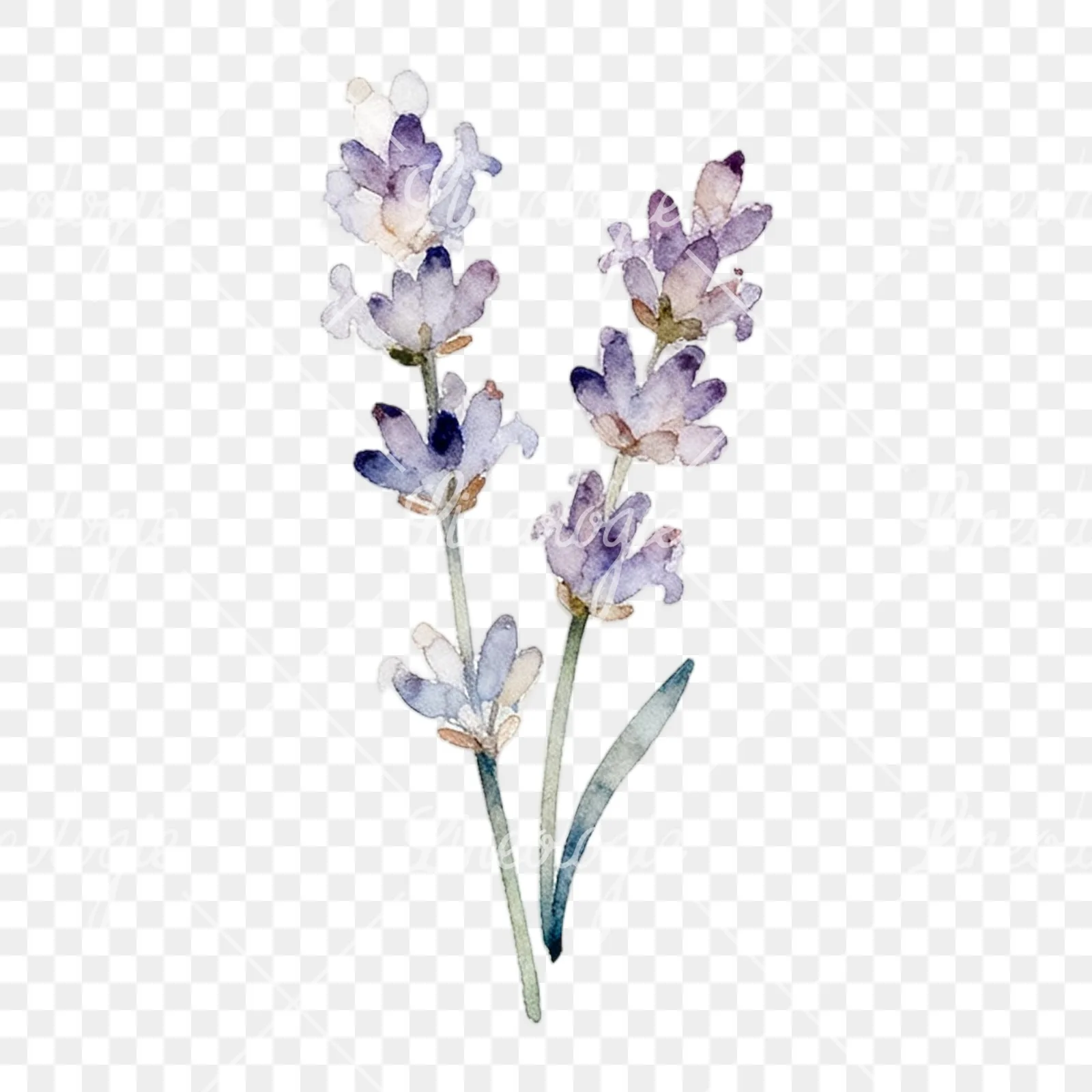 Watercolor light purple lavender sprig clipart 7 of 9 on a transparent background (PNG)