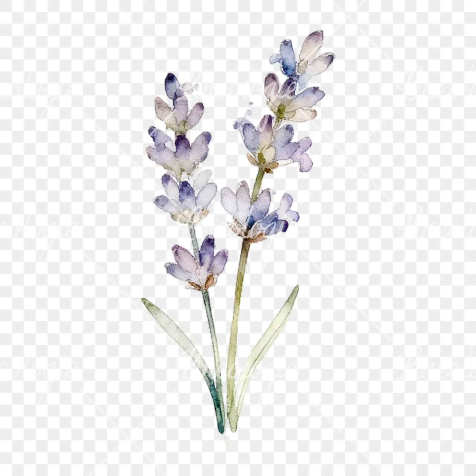 Watercolor light purple lavender sprig clipart 8 of 9 on a transparent background (PNG)