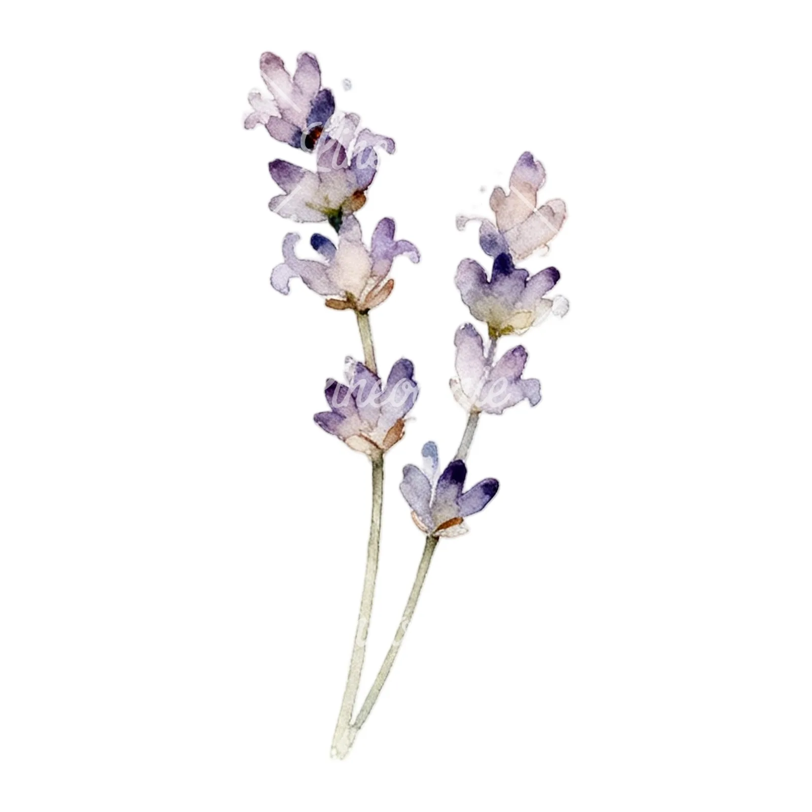 Watercolor light purple lavender sprig clipart 9 of 9 on a white background (JPG)