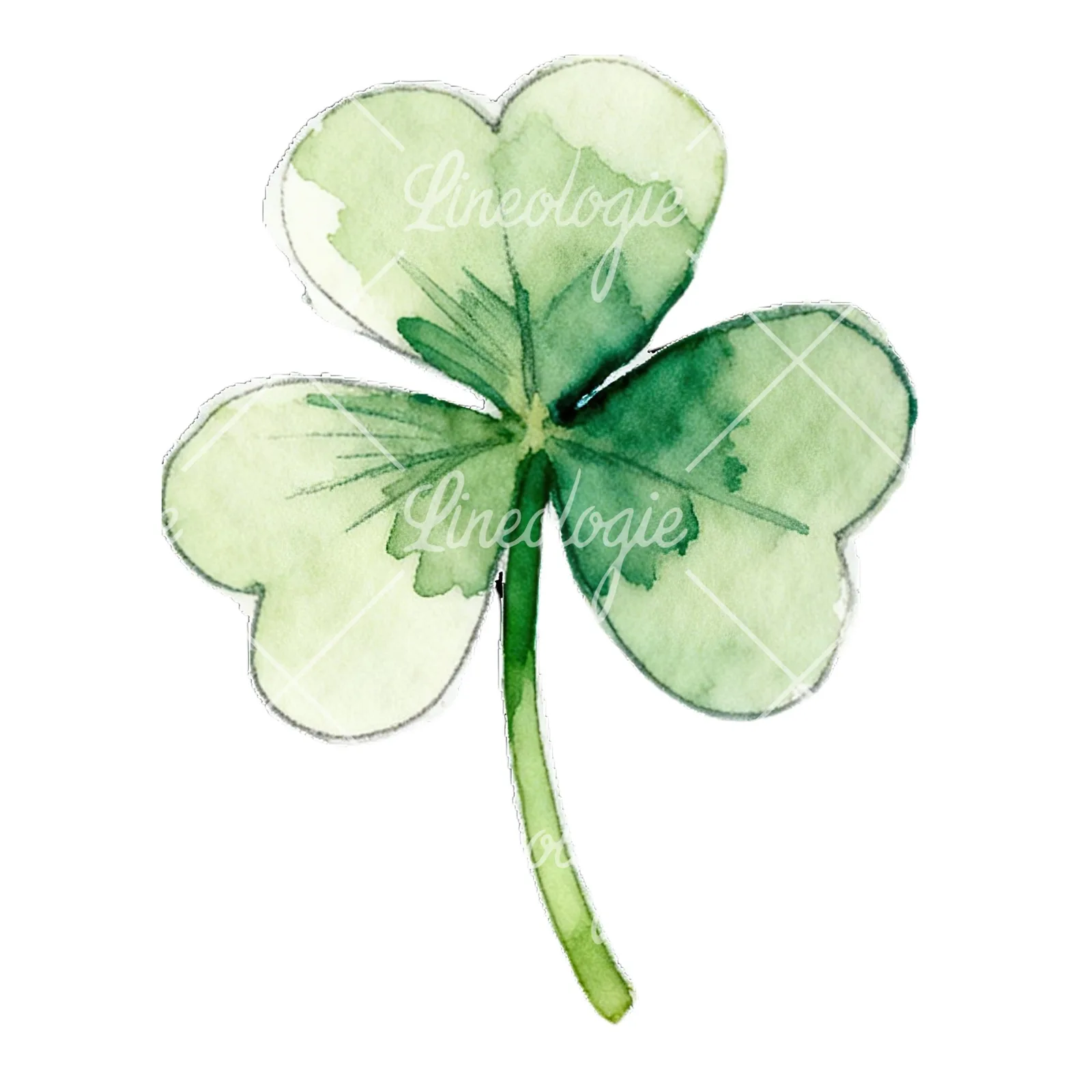 Watercolor leaf clover flower clipart 1 of 9 on a white background (JPG)