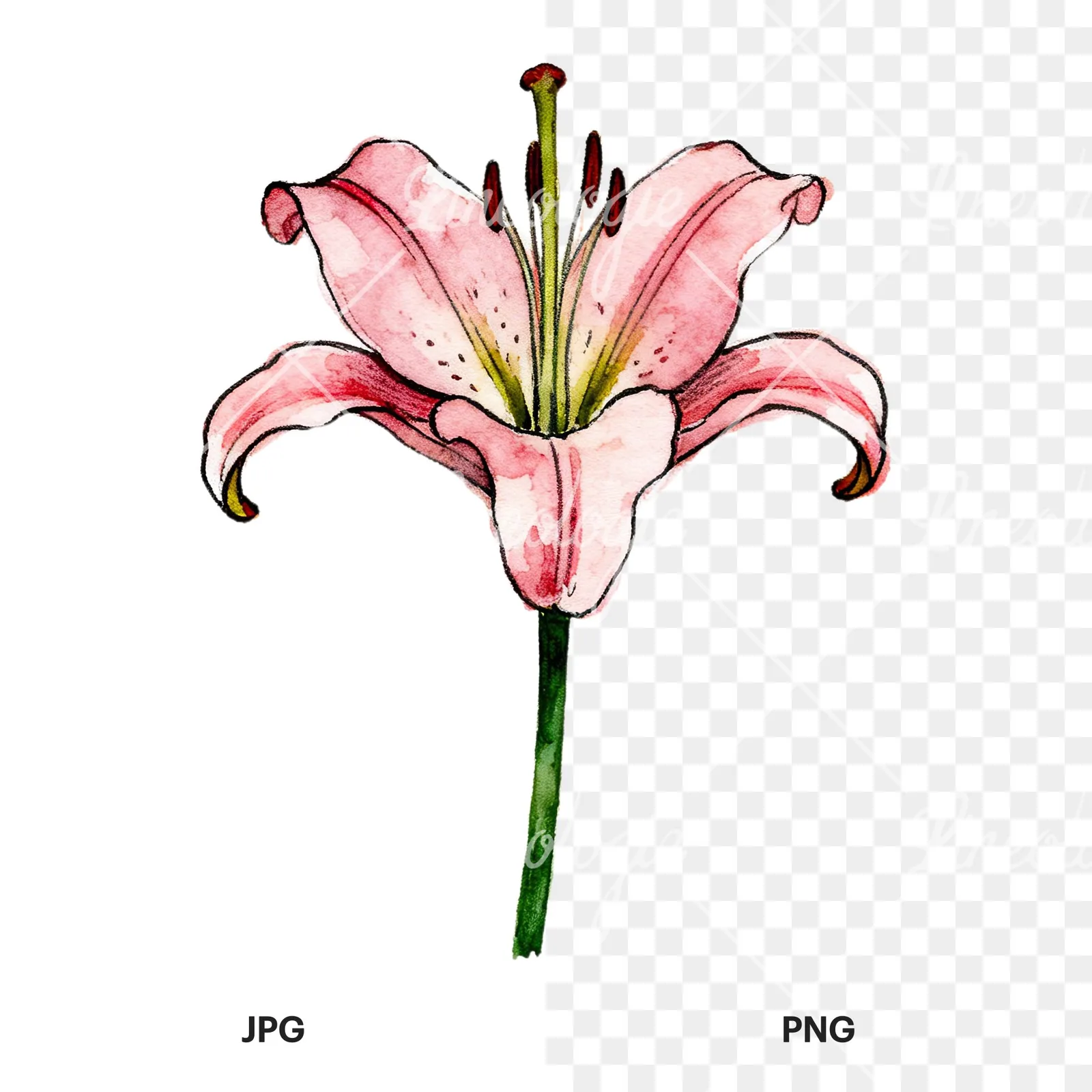 Watercolor lillies lilys flower clipart 1 of 9, as a JPG on white and a transparent PNG